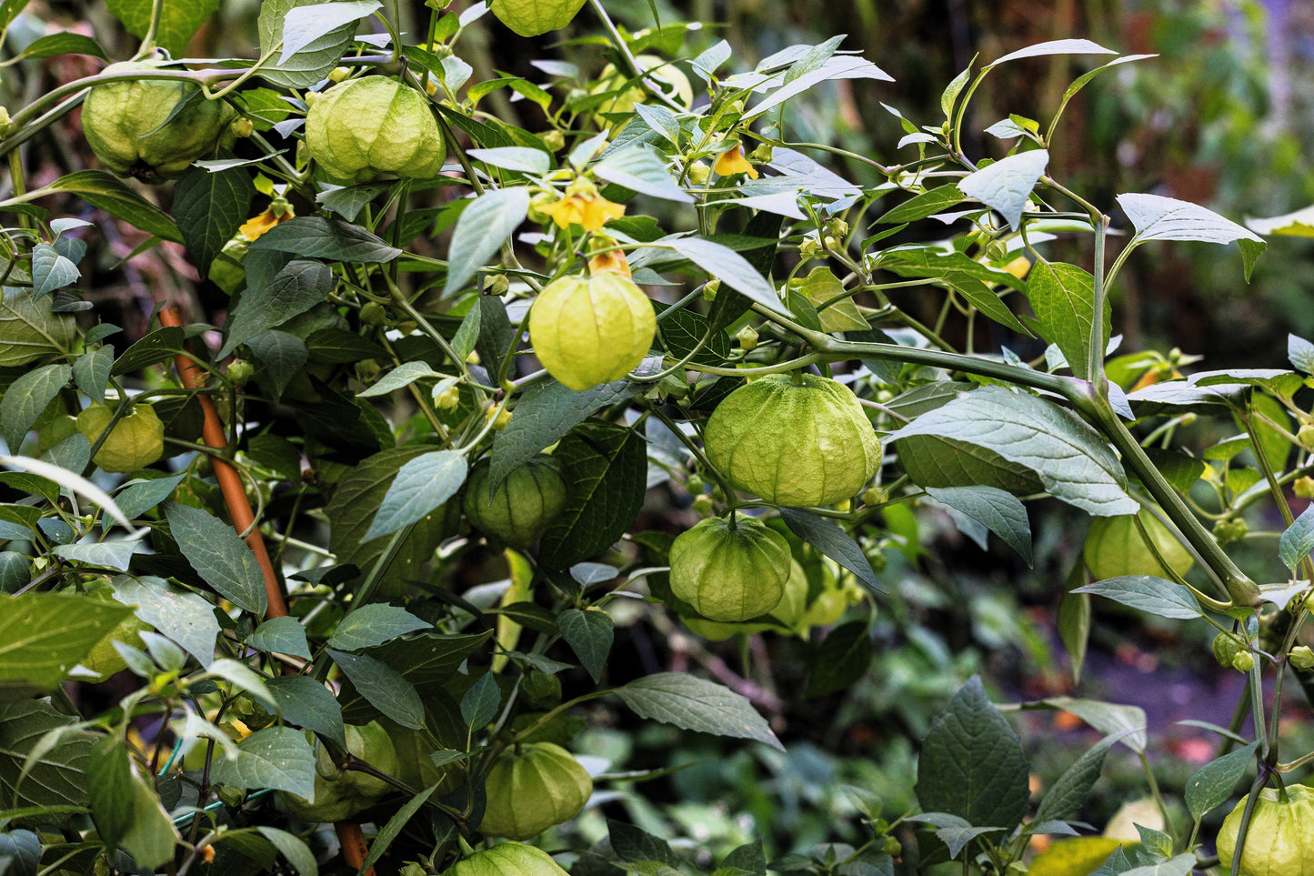 200 GRANDE Rio VERDE TOMATILLO Green Physalis Ixocarpa Vegetable Seeds