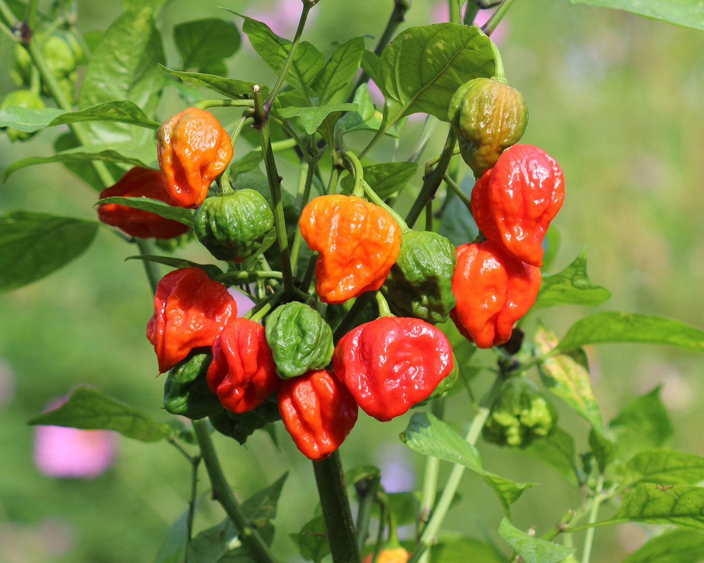 10 Red CAROLINA REAPER PEPPER World's Hottest Capsicum Chinense Hot Chili Vegetable Seeds