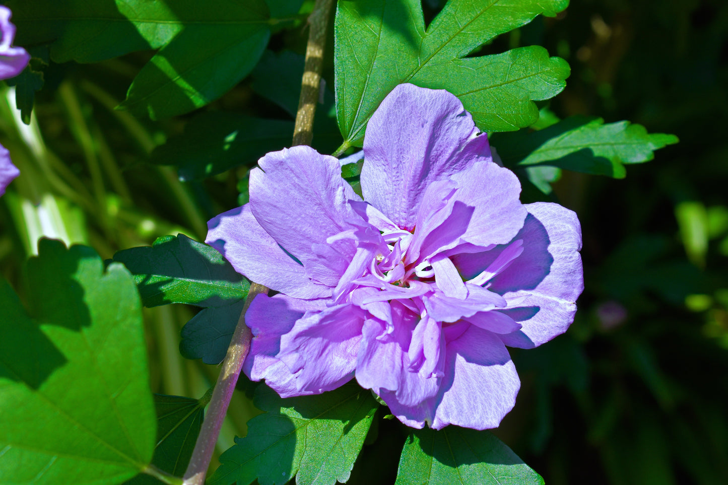 10 Purple Double ROSE Of SHARON Hibiscus Syriacus Flower Tree Shrub Seeds