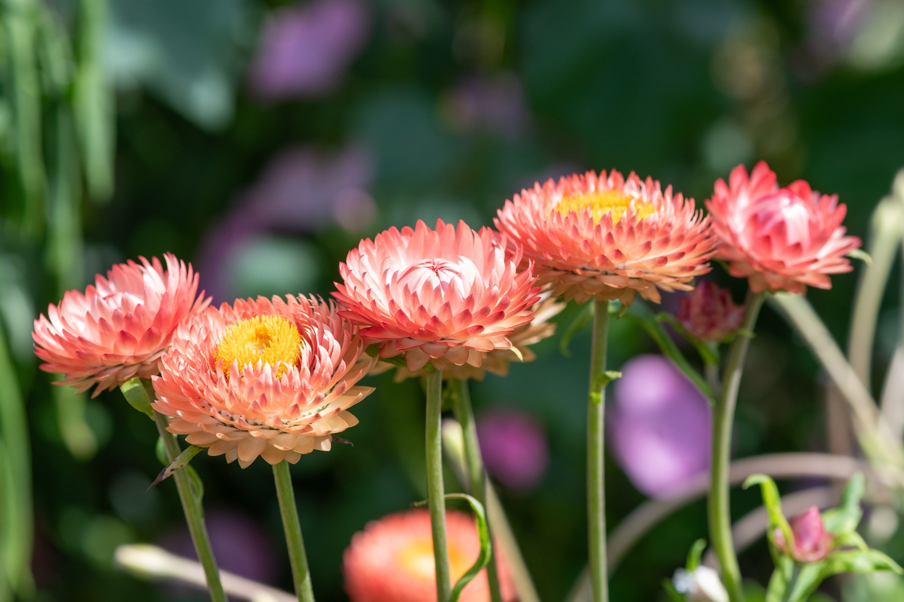 GardeningTreasures Strawflower Seeds – Apricot/Peach Mix (100+ Seeds)