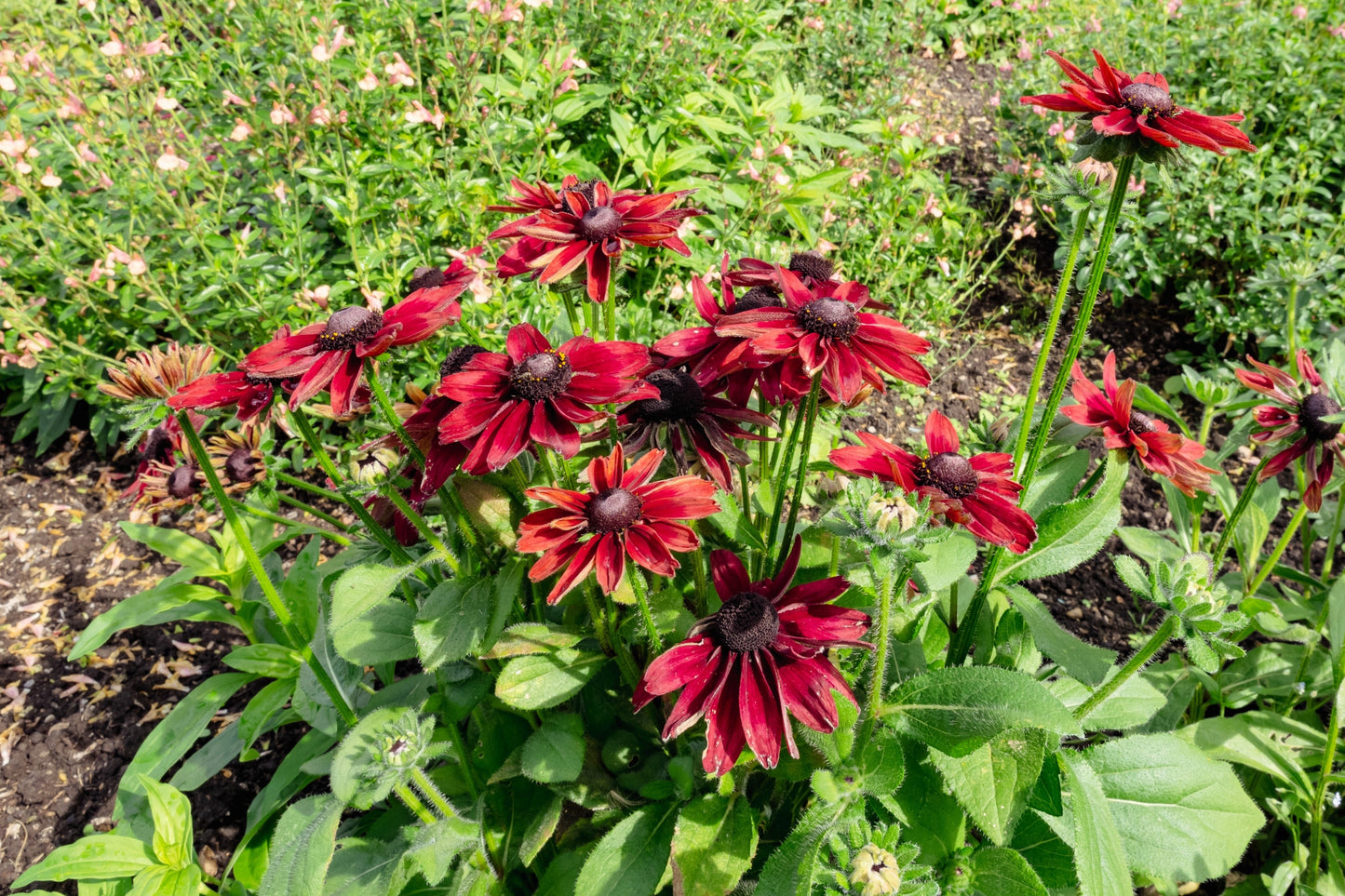 20 CHERRY BRANDY RUDBECKIA Hirta Bicolor Red Black Eyed Susan Flower Seeds