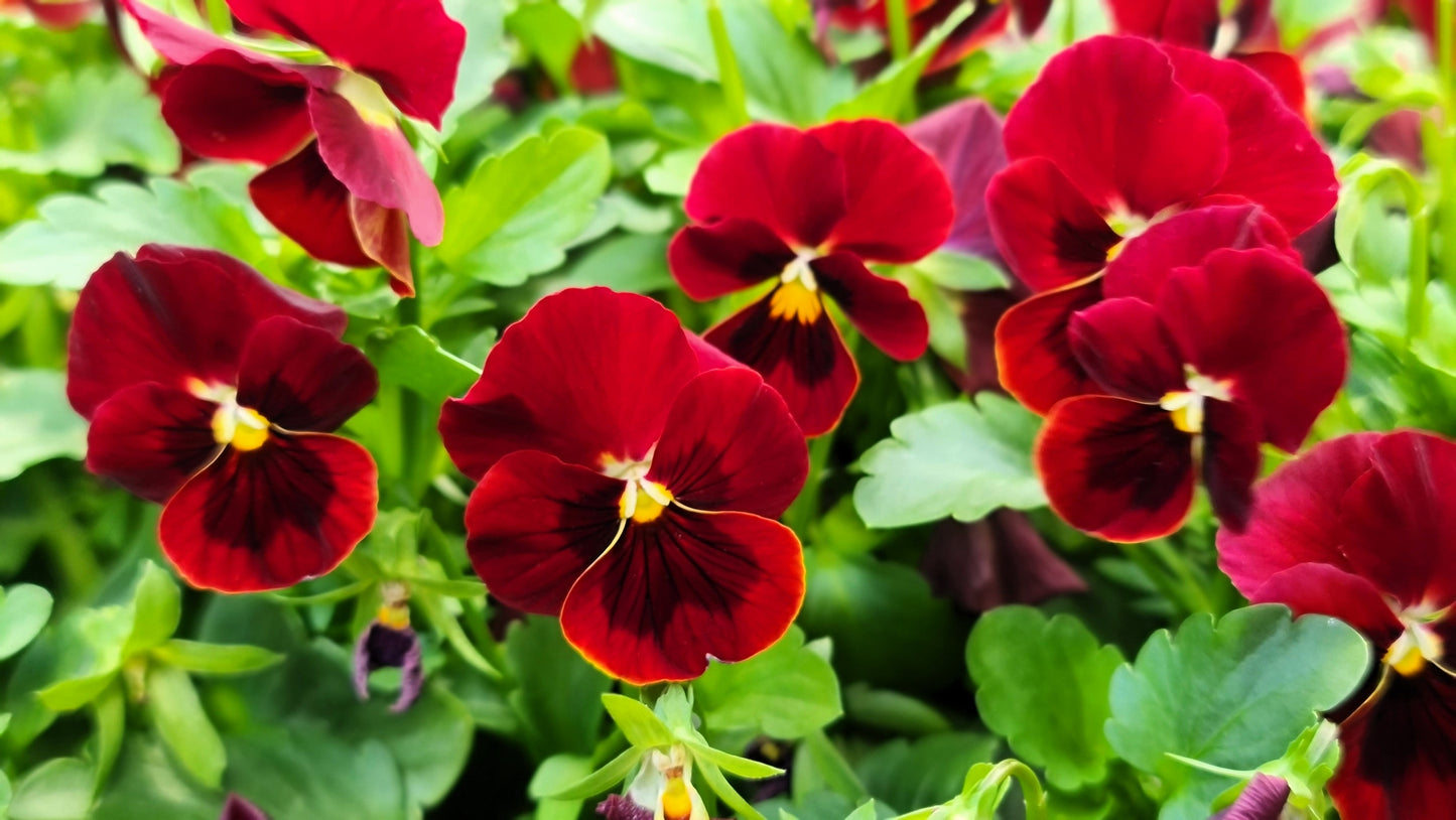 50 RED & BROWN PANSY Swiss Giant Violet Viola Wittrockiana Flower Seeds