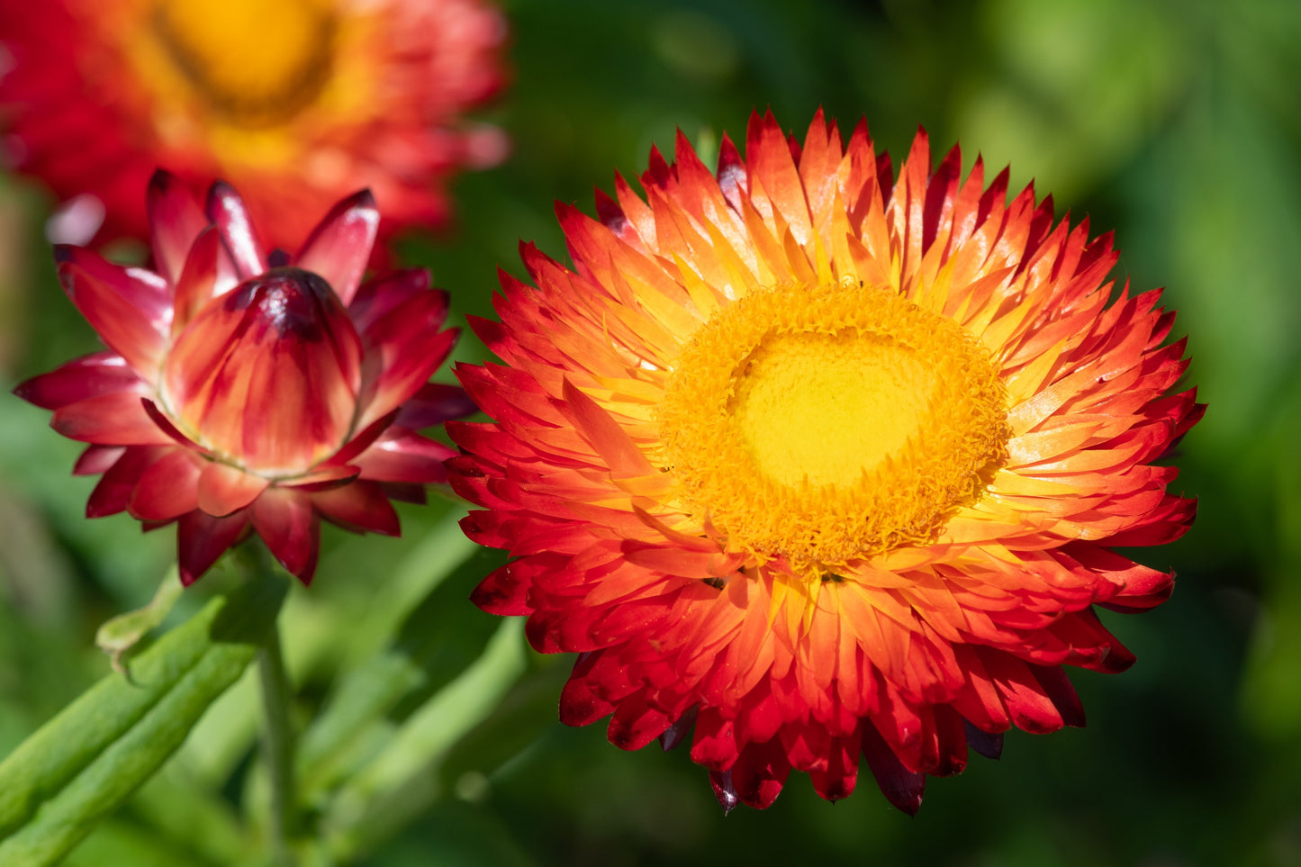 helichrysum flower seeds 100 Red FIRE BALL STRAWFLOWER Xerochrysum Bracteatum Helichrysum Monst – Seedville USA