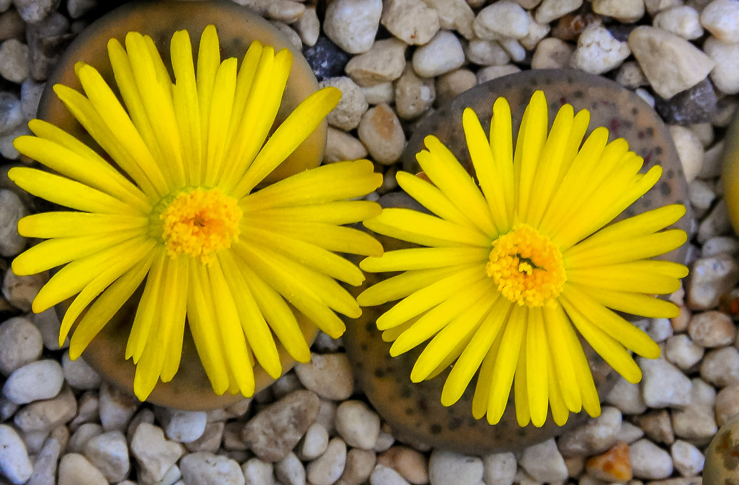 10 LIVING STONE / LITHOPS Mixed Colors Pebble Houseplant Flower Seeds