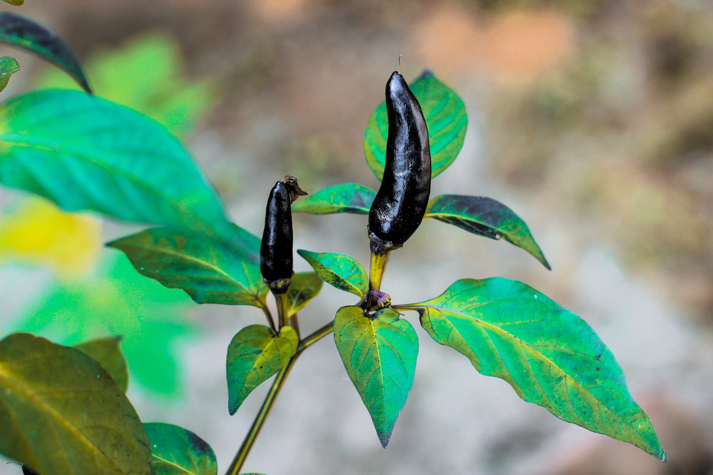 25 BLACK HUNGARIAN PEPPER Capsicum Annuum Mildly Hot Vegetable Seeds