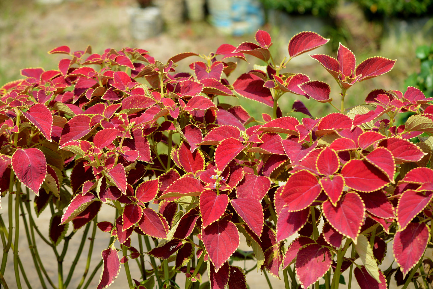 100 Mixed Colors COLEUS RAINBOW MIX Shade Houseplant Solenostemon Flower Seeds