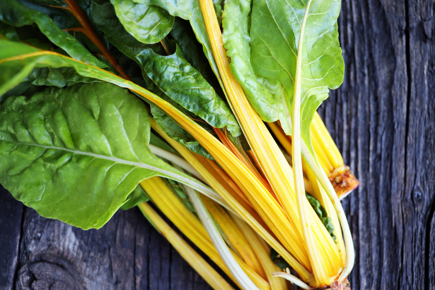 40 YELLOW CANARY SWISS CHARD Beta Vulgaris Perpetual Spinach Vegetable Seeds