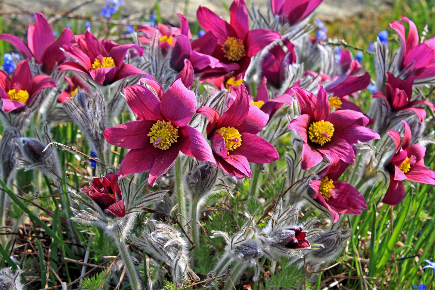 10 RED ANEMONE Pulsatilla Vulgaris PASQUE Flower Seeds