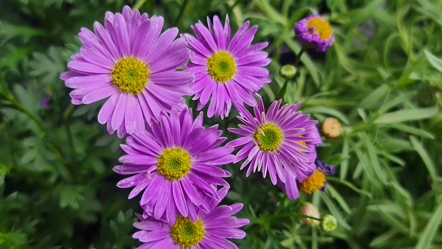 200 Mixed Colors SWAN RIVER DAISY Brachyscome Iberidifolia Flower Seeds