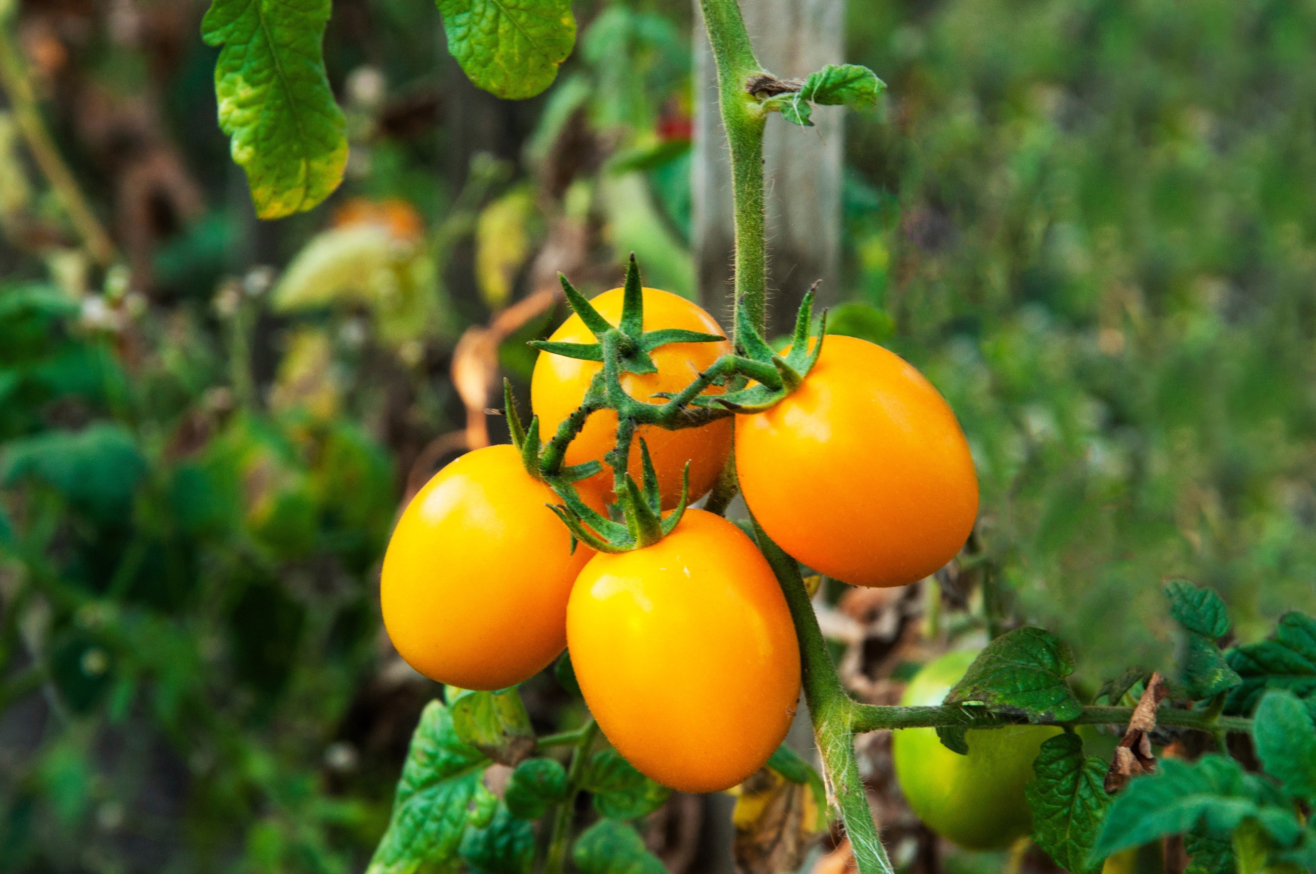 150 PLUM YELLOW TOMATO Lycopersicon Heirloom Indeterminate Fruit