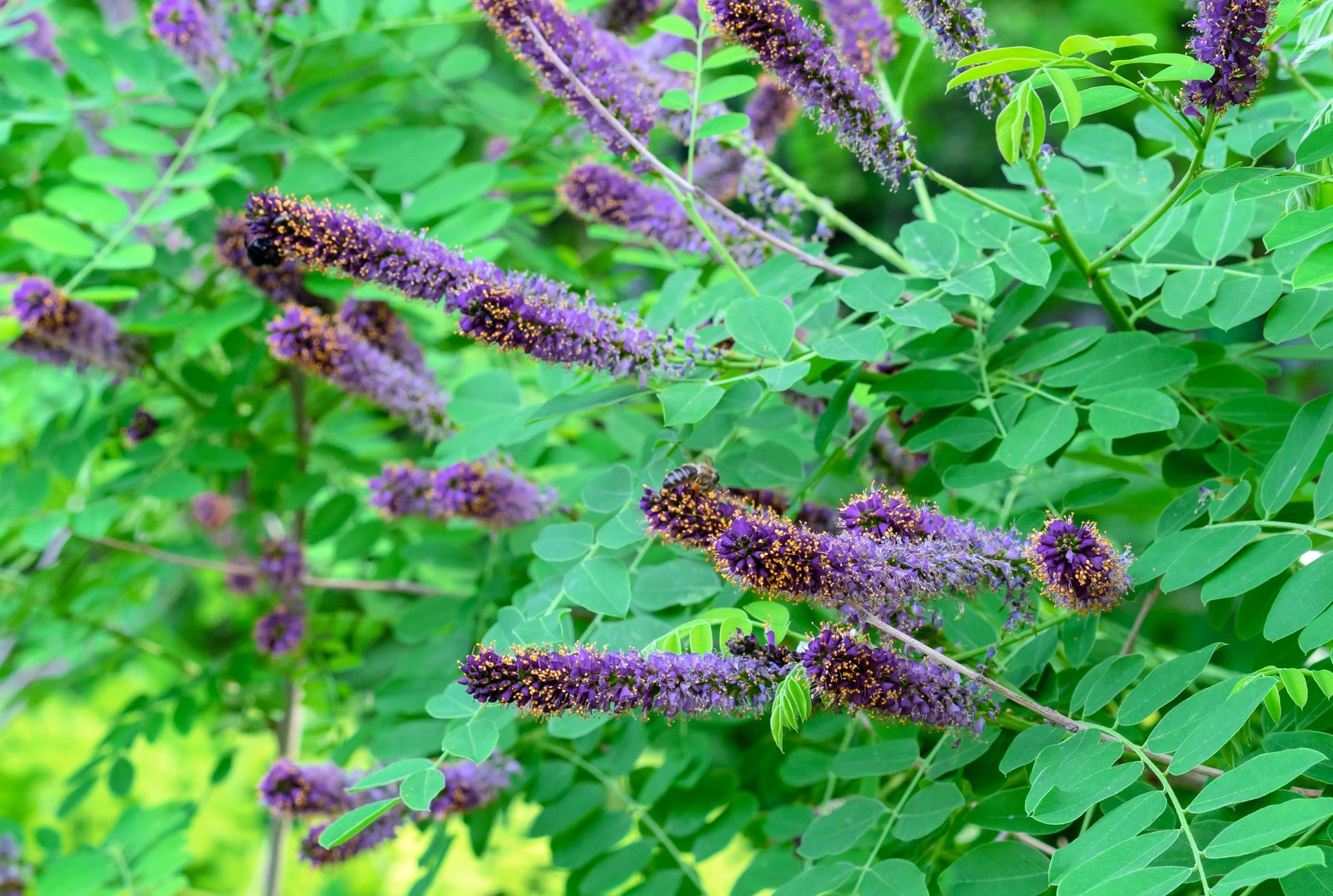 indigo plant seeds 50 FRAGRANT FALSE INDIGO (Dwarf Wild Indigo) Amorpha Nana Flower Seeds