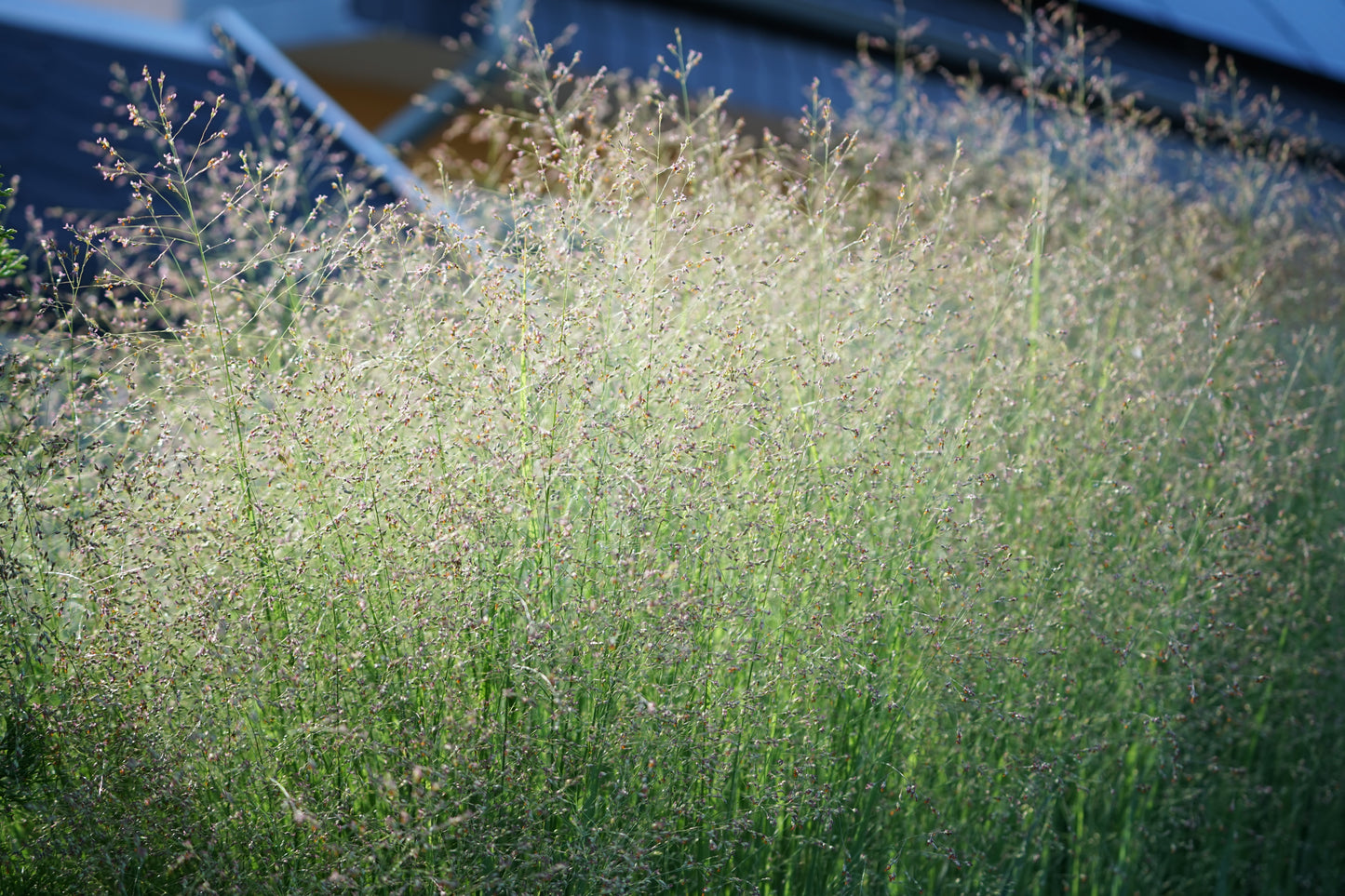 1000 SWITCHGRASS Tall Panic Switch Grass Panicum Virgatum Red Flower Seeds