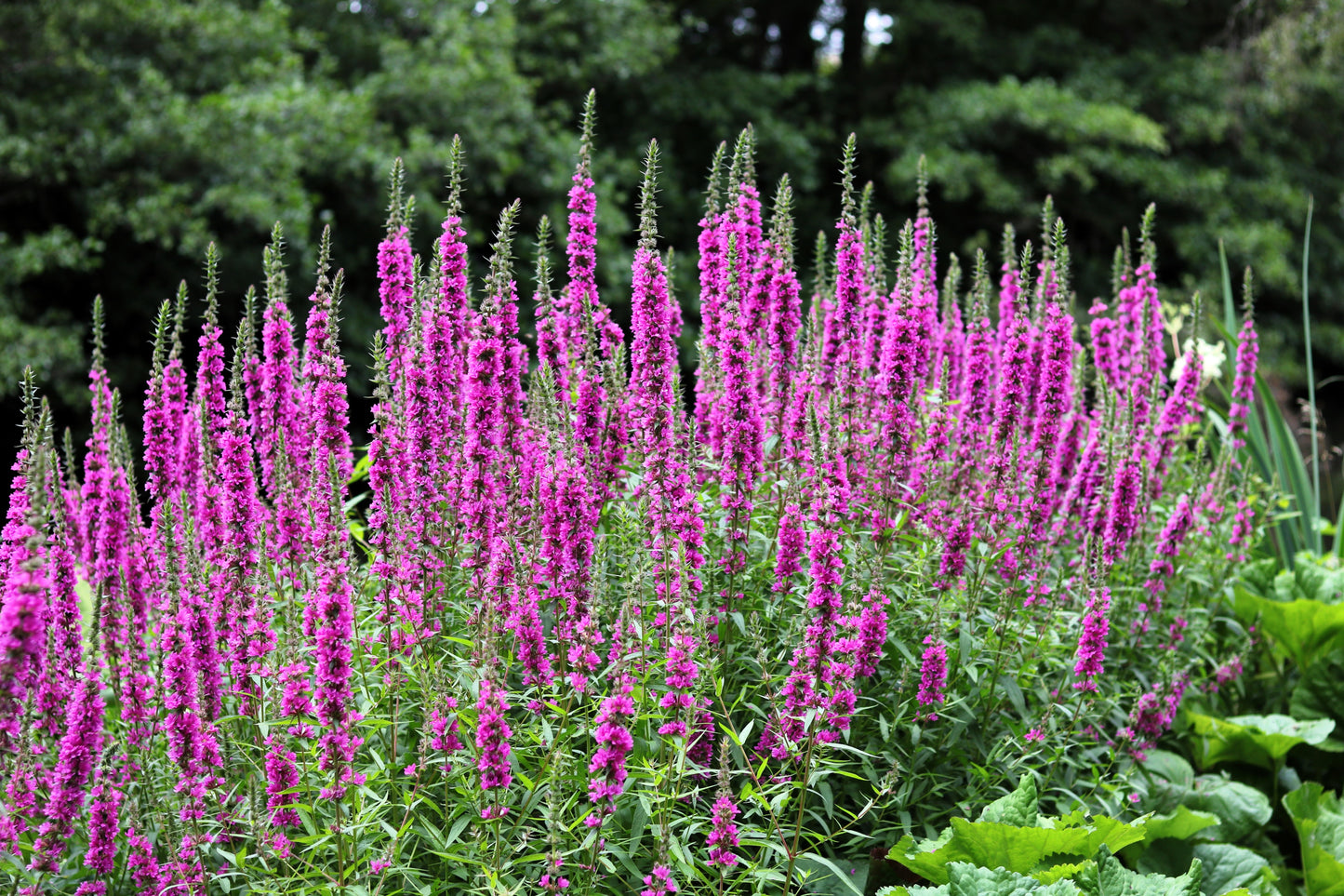 50 Mixed Colors VERONICA SIGHTSEEING MIXTURE (Spike Speedwell) Veronica Spicata Flower Seeds