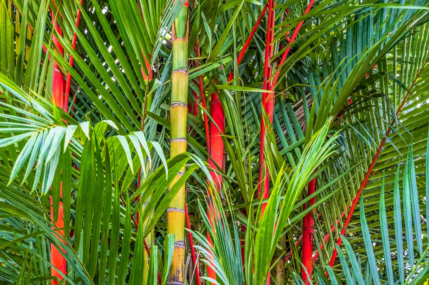 red leaf palm plant 10 Red LIPSTICK PALM Sealing Wax Palm Cyrtostachys Renda Tree Housepla – Seedville USA
