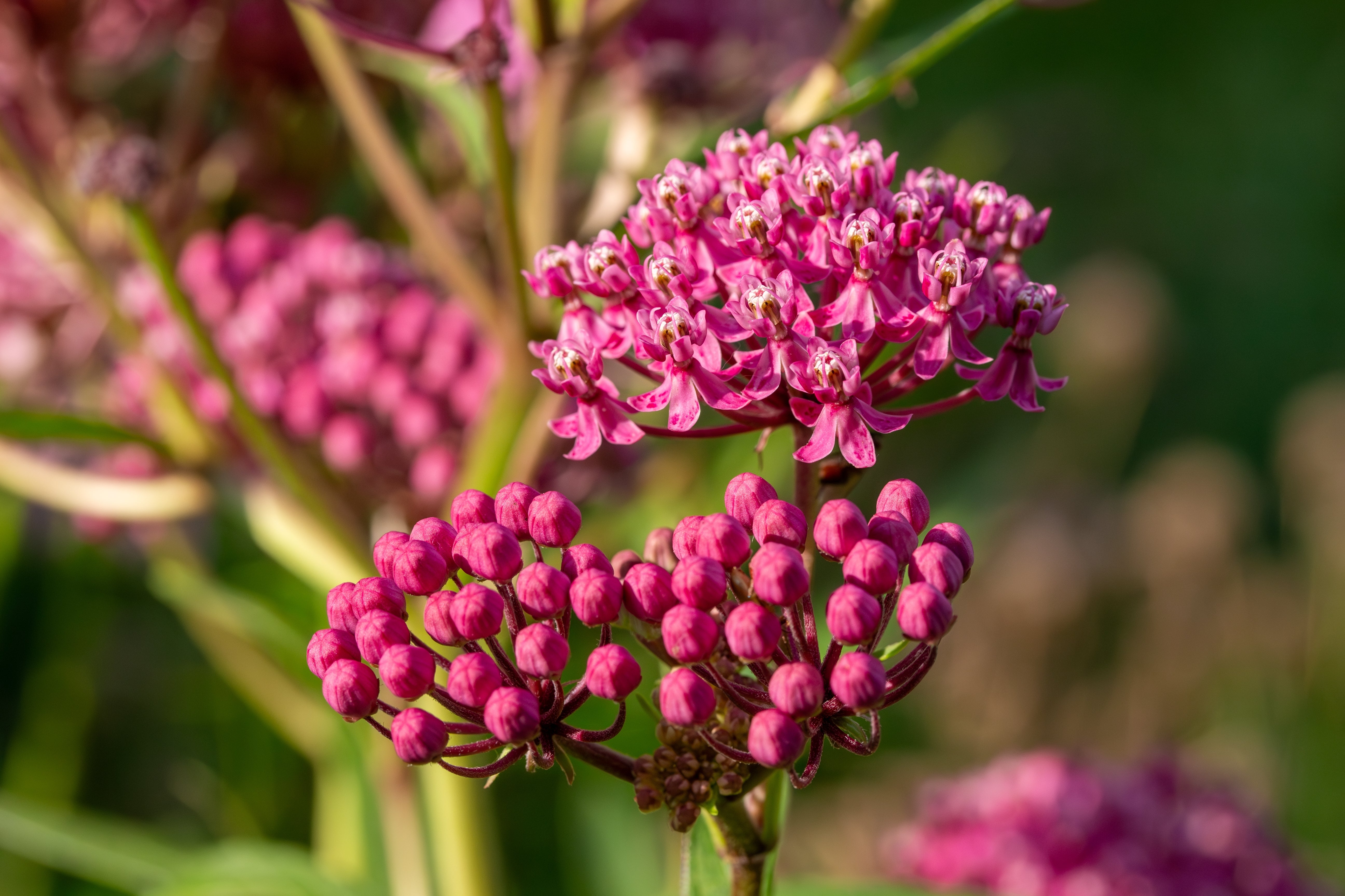 Seedville Cinderella Milkweed Seeds - Thumbnail 2
