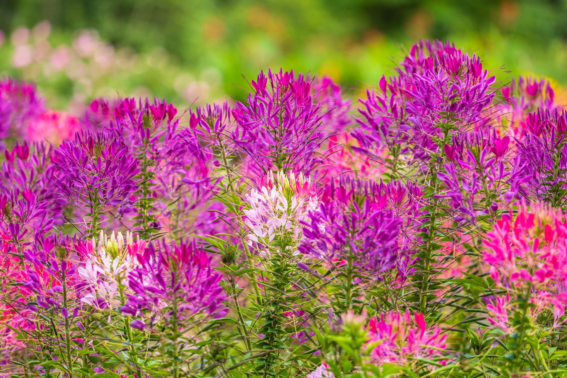 Vernis à Ongles Semi-permanent Violet Vif 5ml : Semi-permanent Coloré - Foto 3