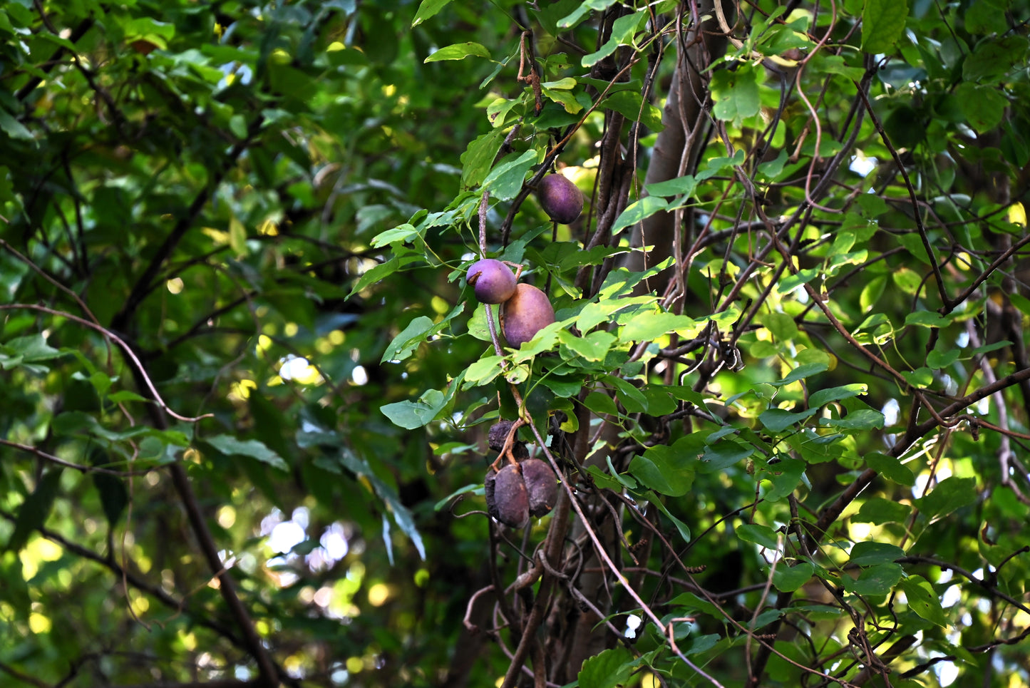 15 CHOCOLATE VINE Edible Fruit Akebia Trifoliata Flower Ornamental Climber Seeds