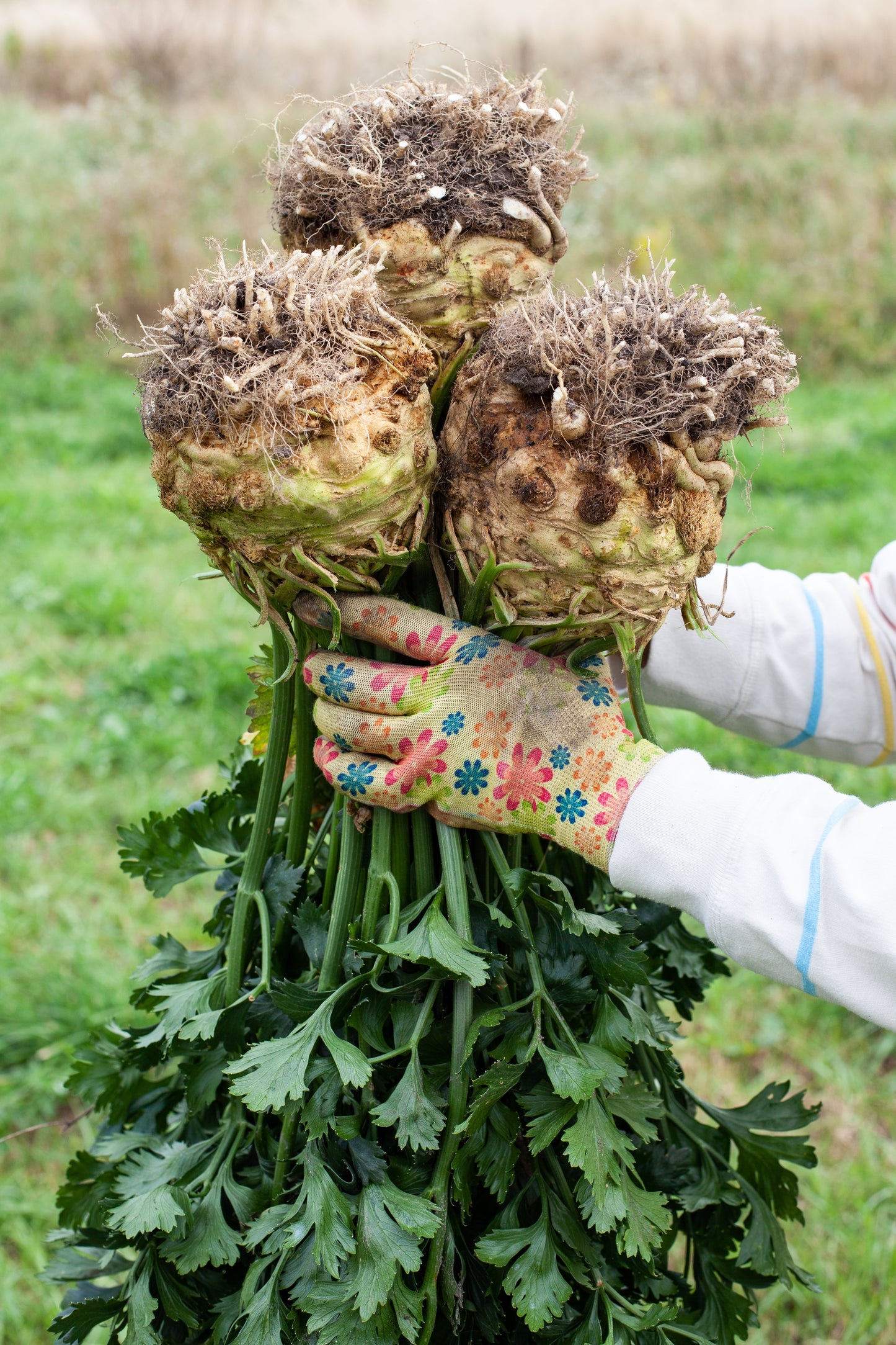 500 GIANT PRAGUE CELERIAC Apium Graveolens Celery Root Vegetable Seeds