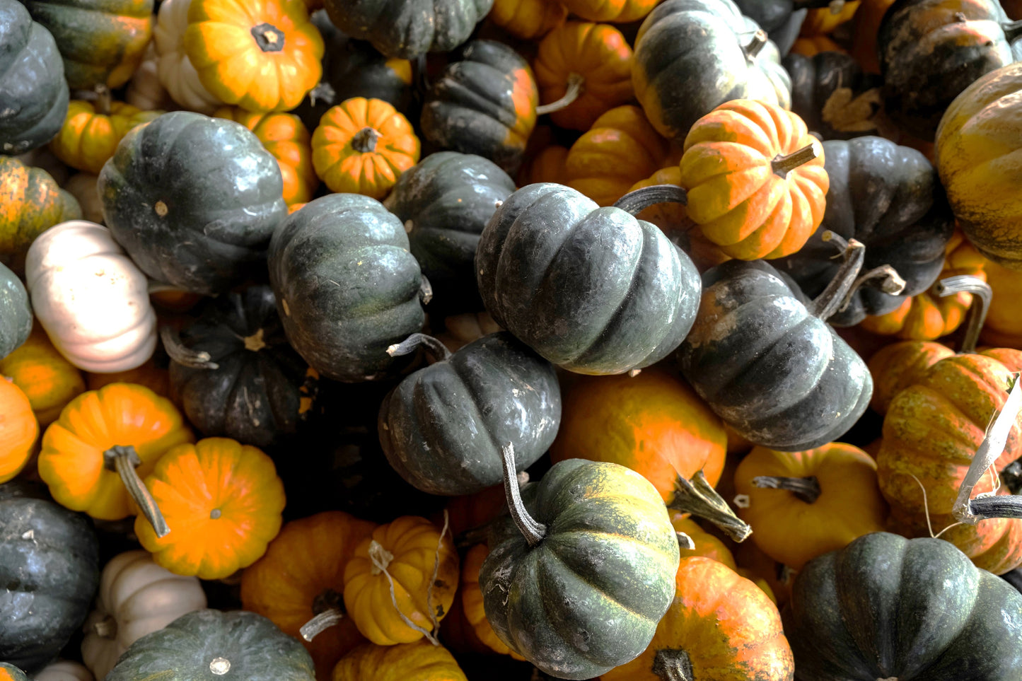 20 MINI MIX PUMPKIN Miniature Cucurbita Pepo White Green Orange Striped Vegetable Seeds