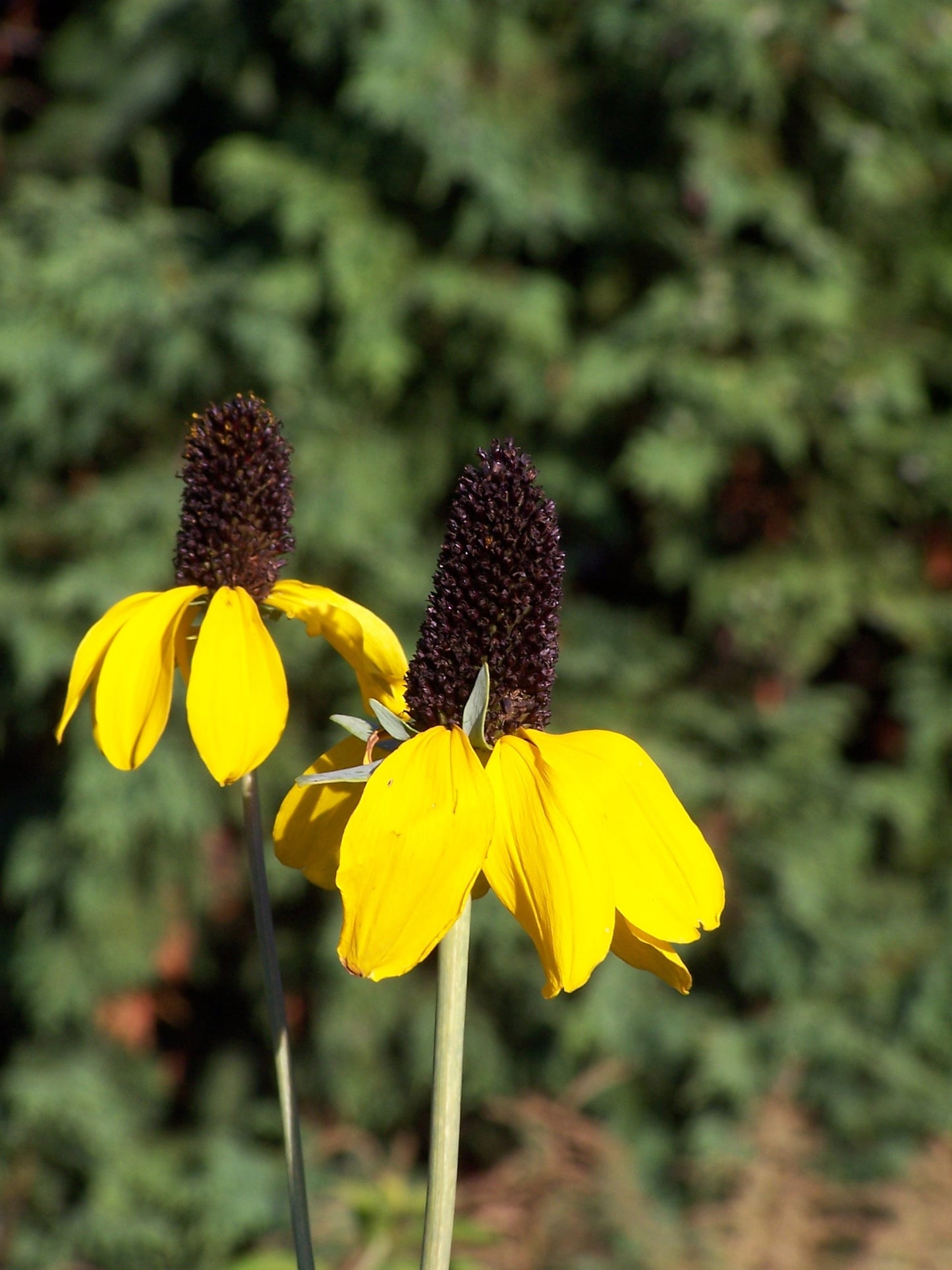 3000 CLASPING CONEFLOWER Rudbeckia Amplexicaulis Yellow Flower Seeds