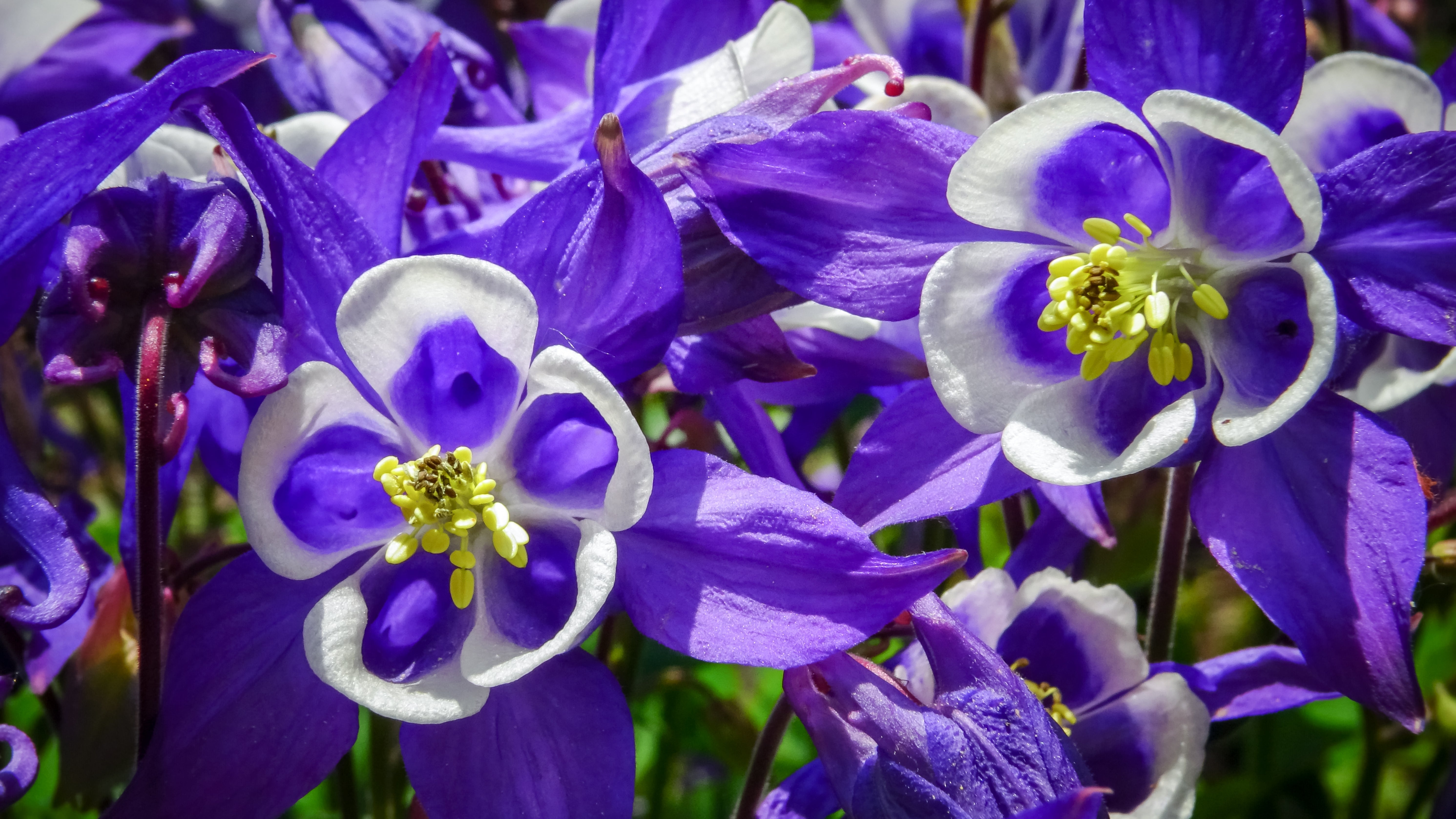 Seedville European Columbine - Thumbnail 4