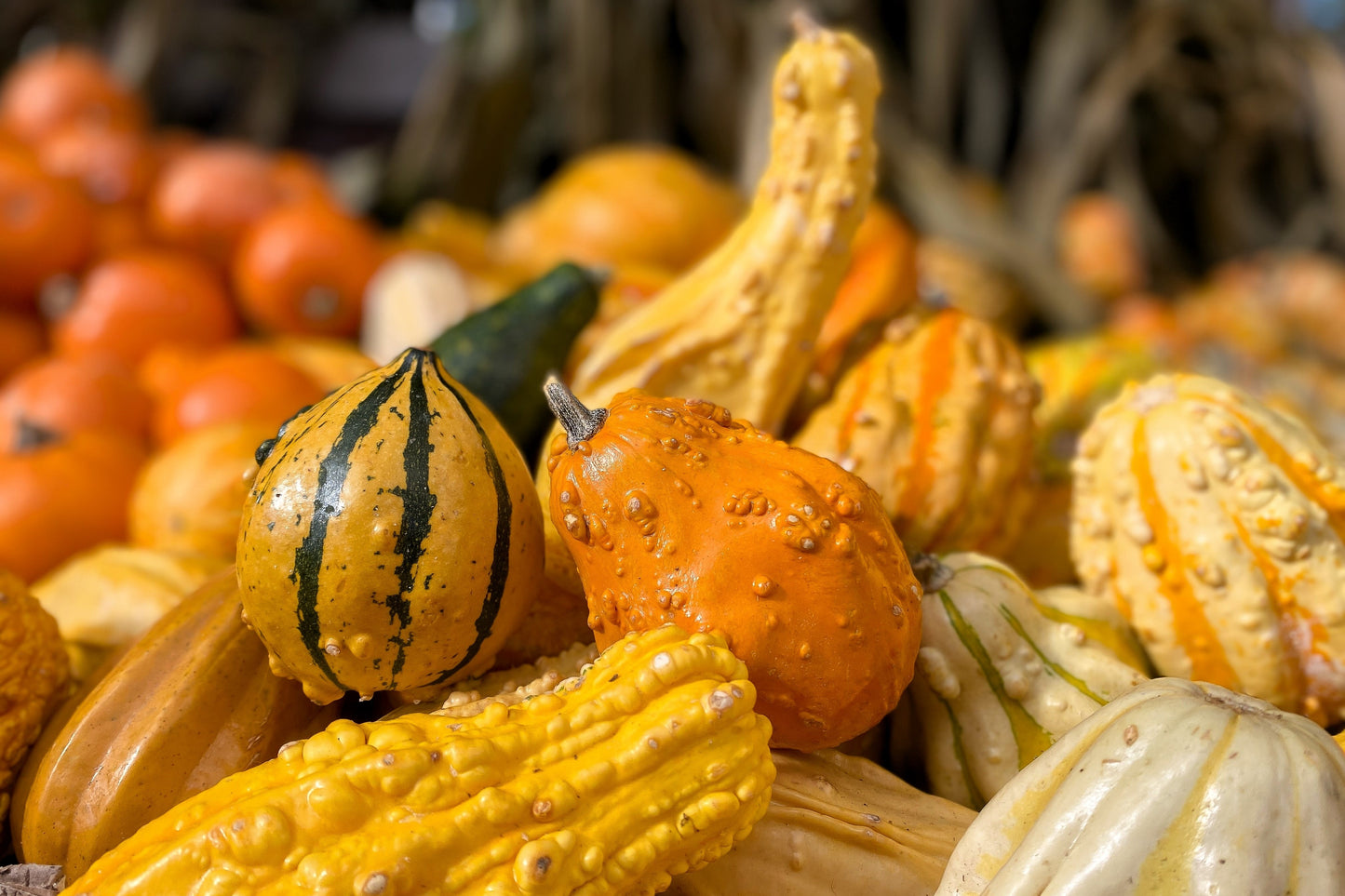 30 MIXED GOURD Lagenaria Siceraria Seeds