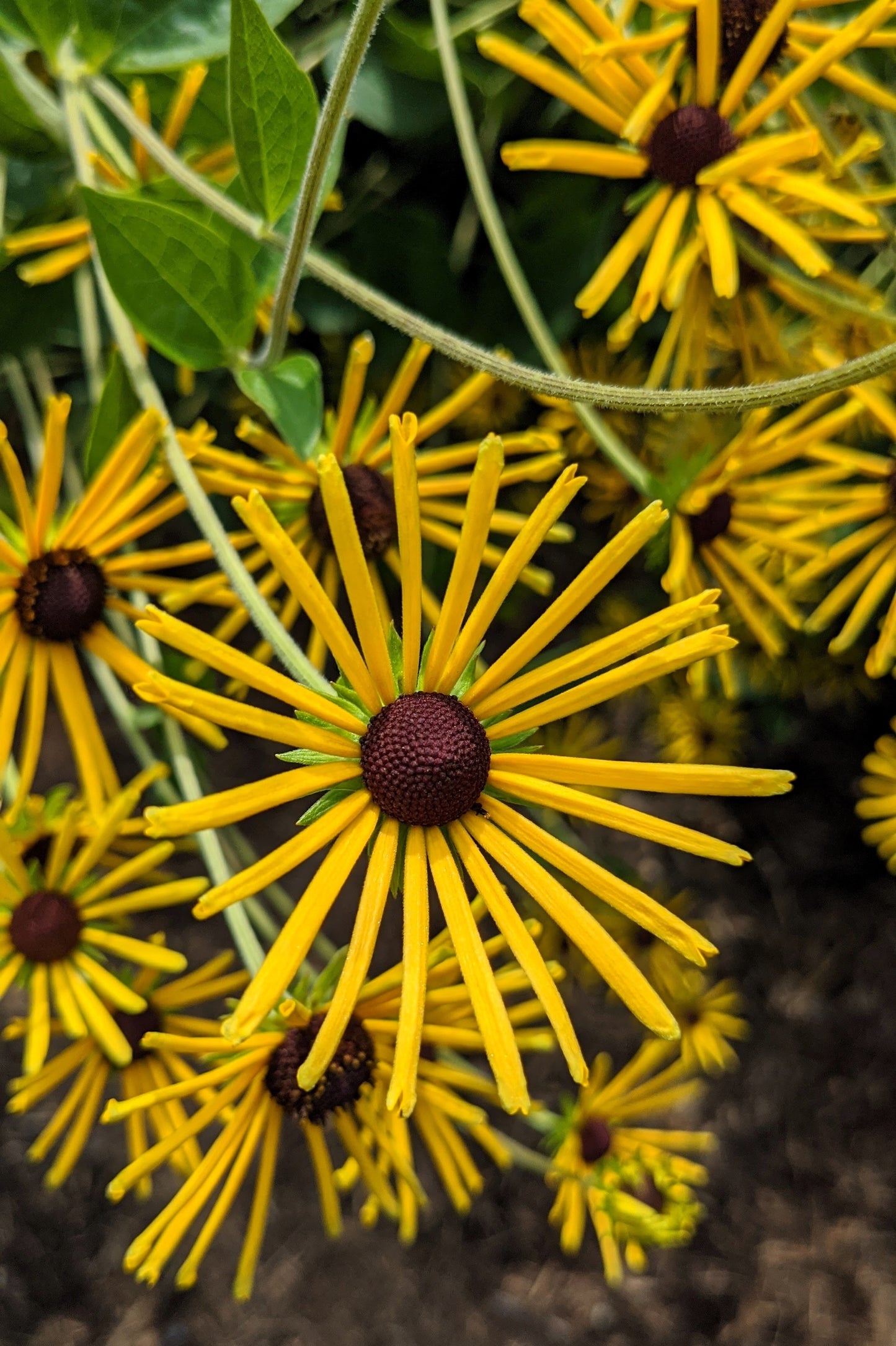 300 SWEET CONEFLOWER Rudbeckia Subtomentosa Yellow Black Eyed Susan Flower Seeds