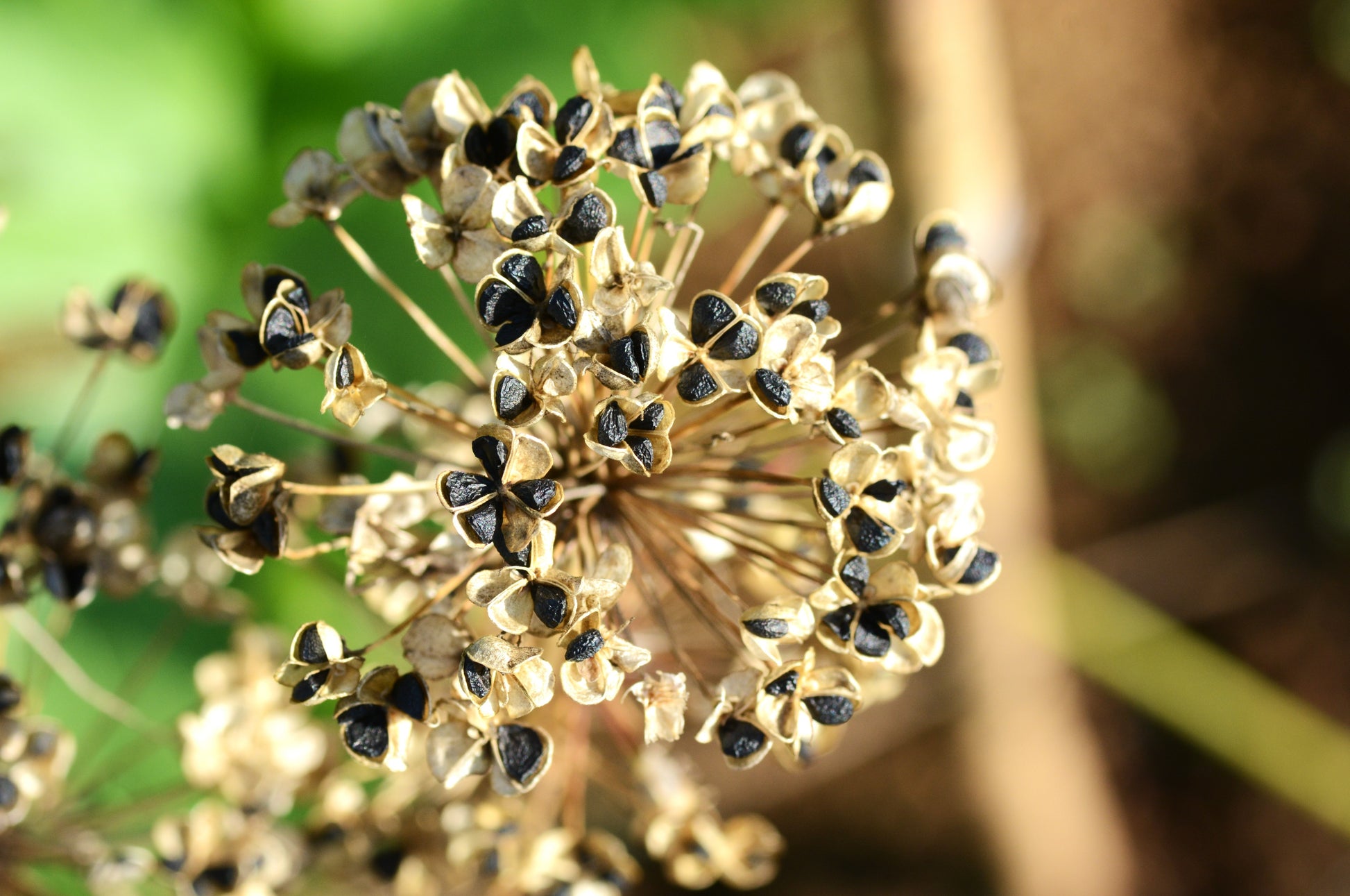 chinese plant seeds 500 CHINESE LEEK (Oriental Garlic / Garlic Chives / Chinese Chives / Flat Chives) Allium Tuberosum Vegetable Seeds