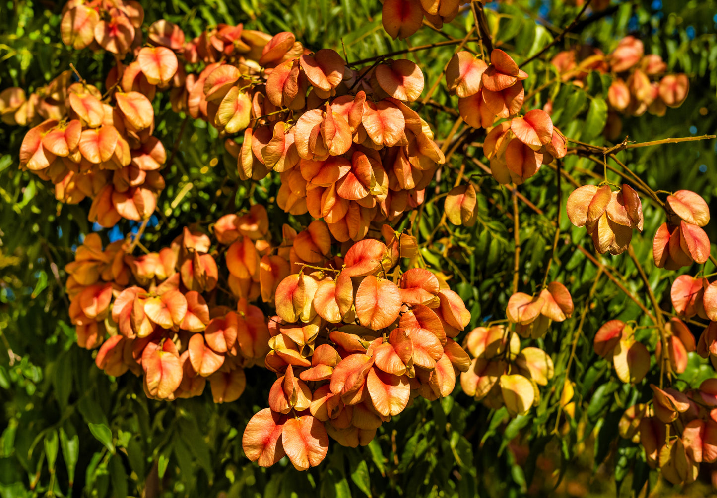 10 CHINESE FLAME TREE Koelreuteria Bipinnata Lantern Rain Yellow Pink Flower Seeds