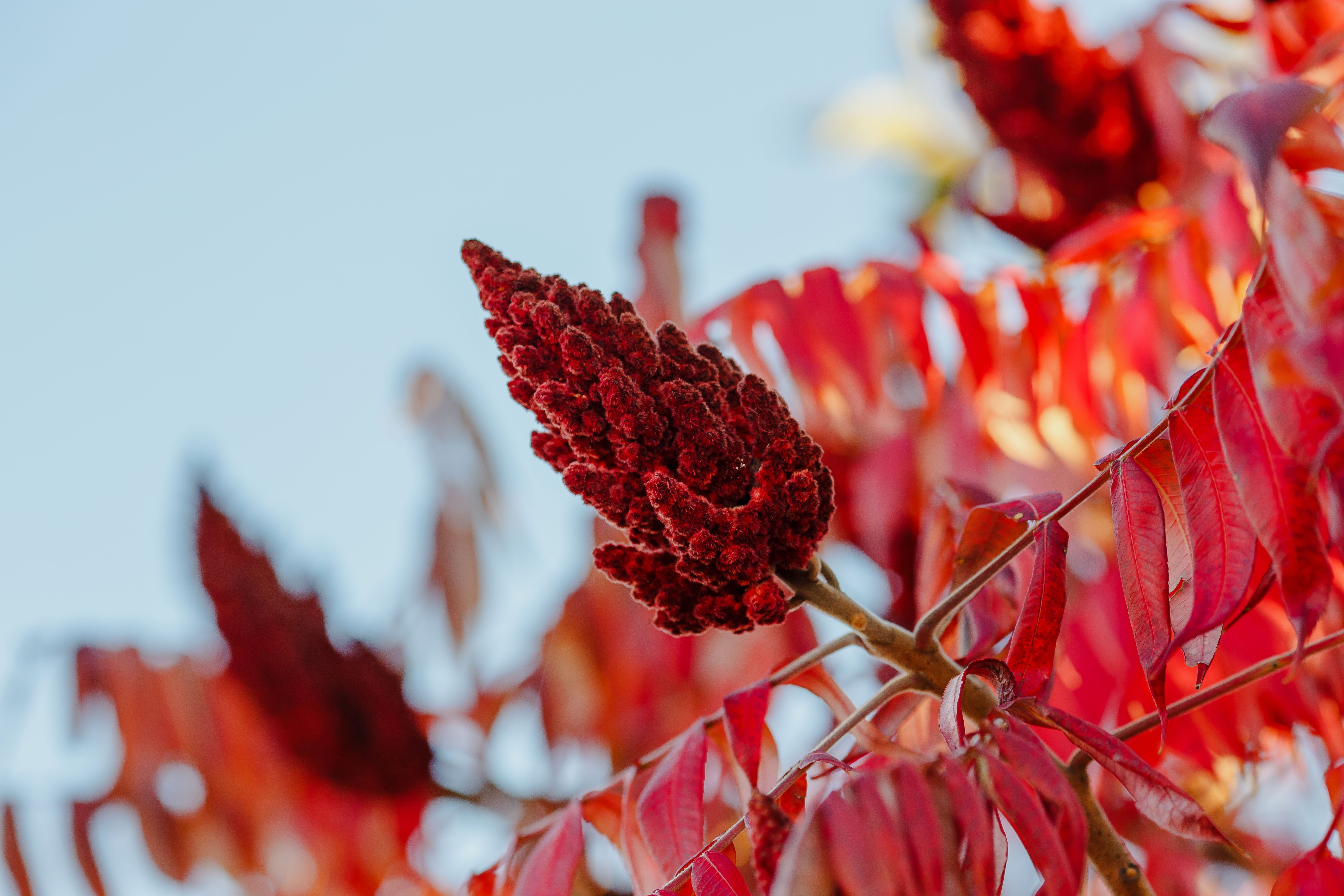 50 STAGHORN SUMAC TREE Rhus Typhina Yellow Flowers Red Berries