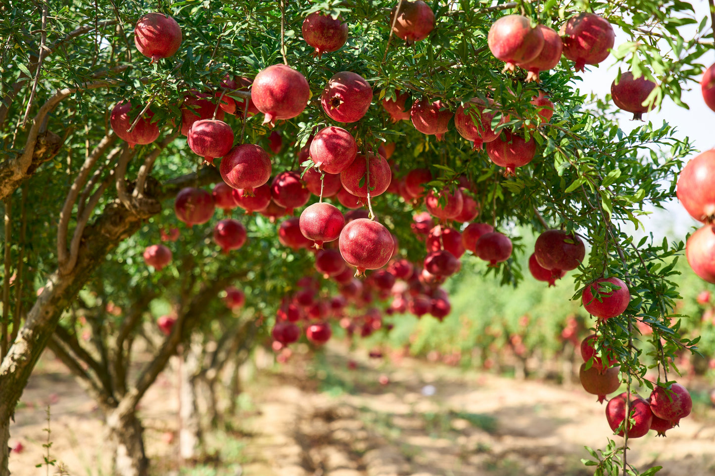 25 POMEGRANATE TREE Punica Granatum Red Fruit Seeds