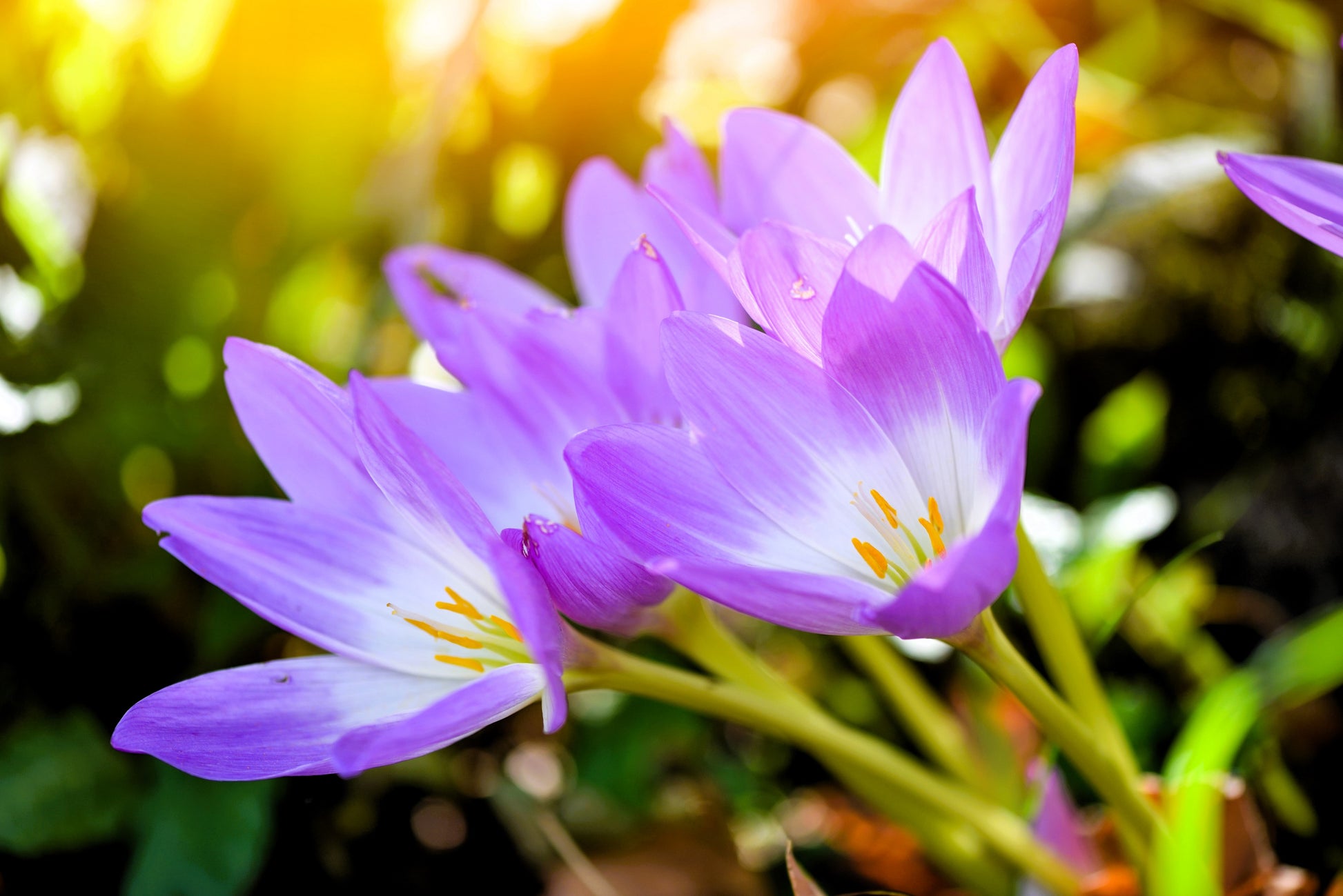 saffron flower seeds price 10 AUTUMN CROCUS Colchicum Autumnale Meadow Saffron Flower Seeds – Seedville USA