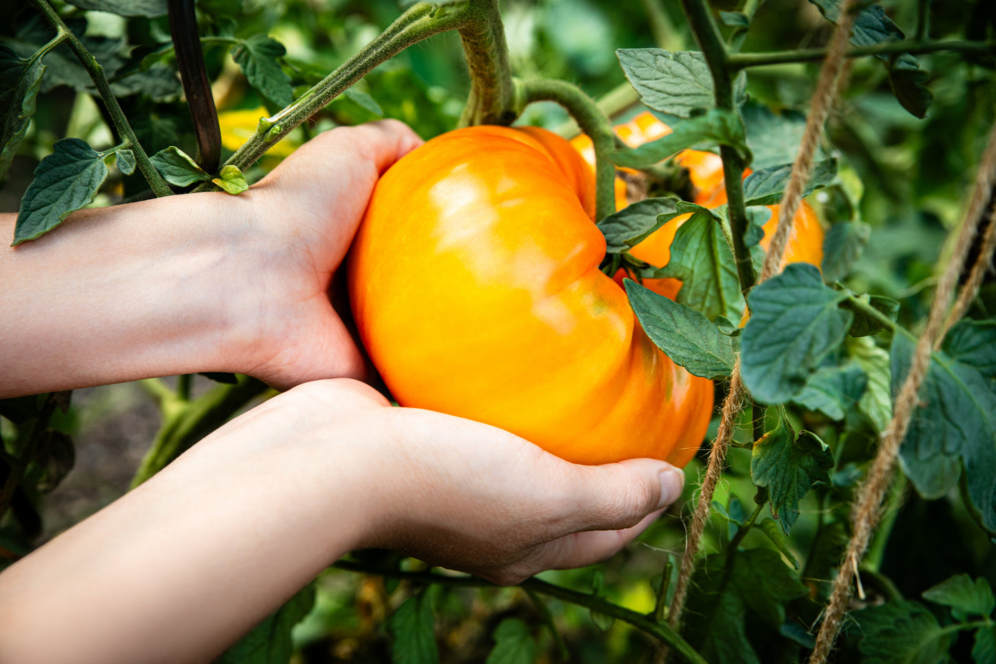 50 PINEAPPLE TOMATO Heirloom Beefsteak Indeterminate Solanum Fruit Vegetable Seeds