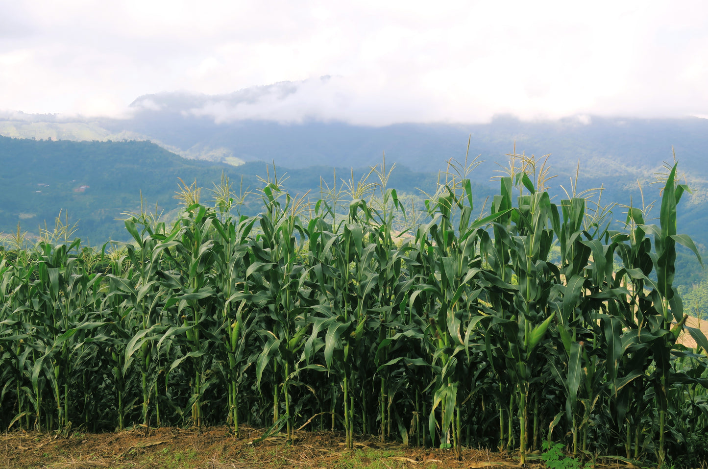 60 BICOLOR CORN DELECTABLE Yellow & White Zea Mays Vegetable Seeds