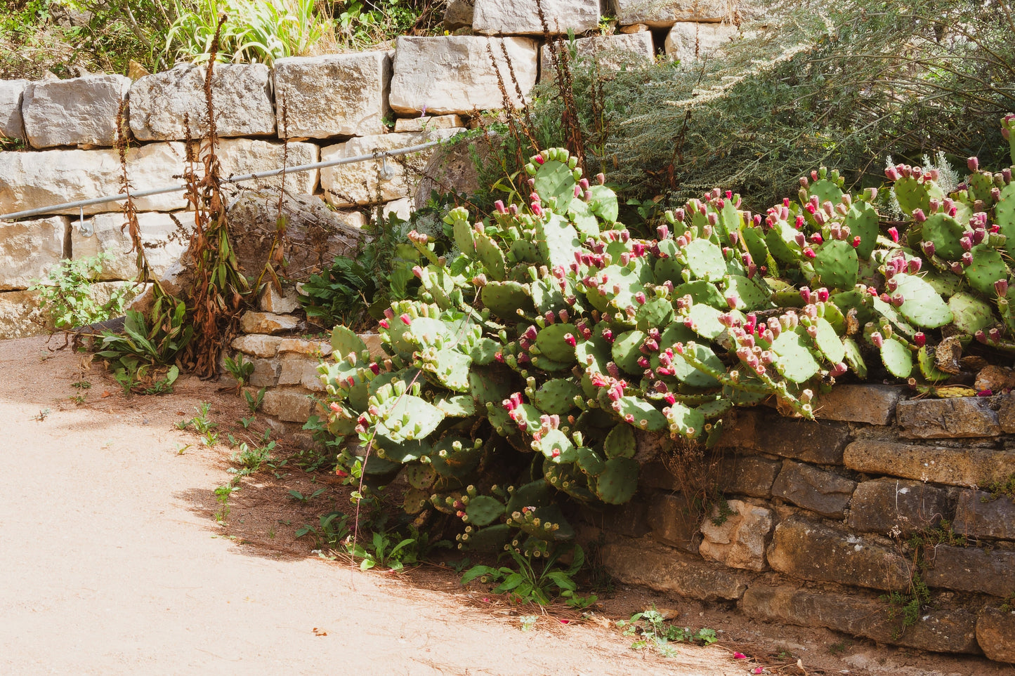 10 Yellow PRICKLY PEAR CACTUS Nopal Opuntia Ficus-Indica Flower Purple Fruit Seeds