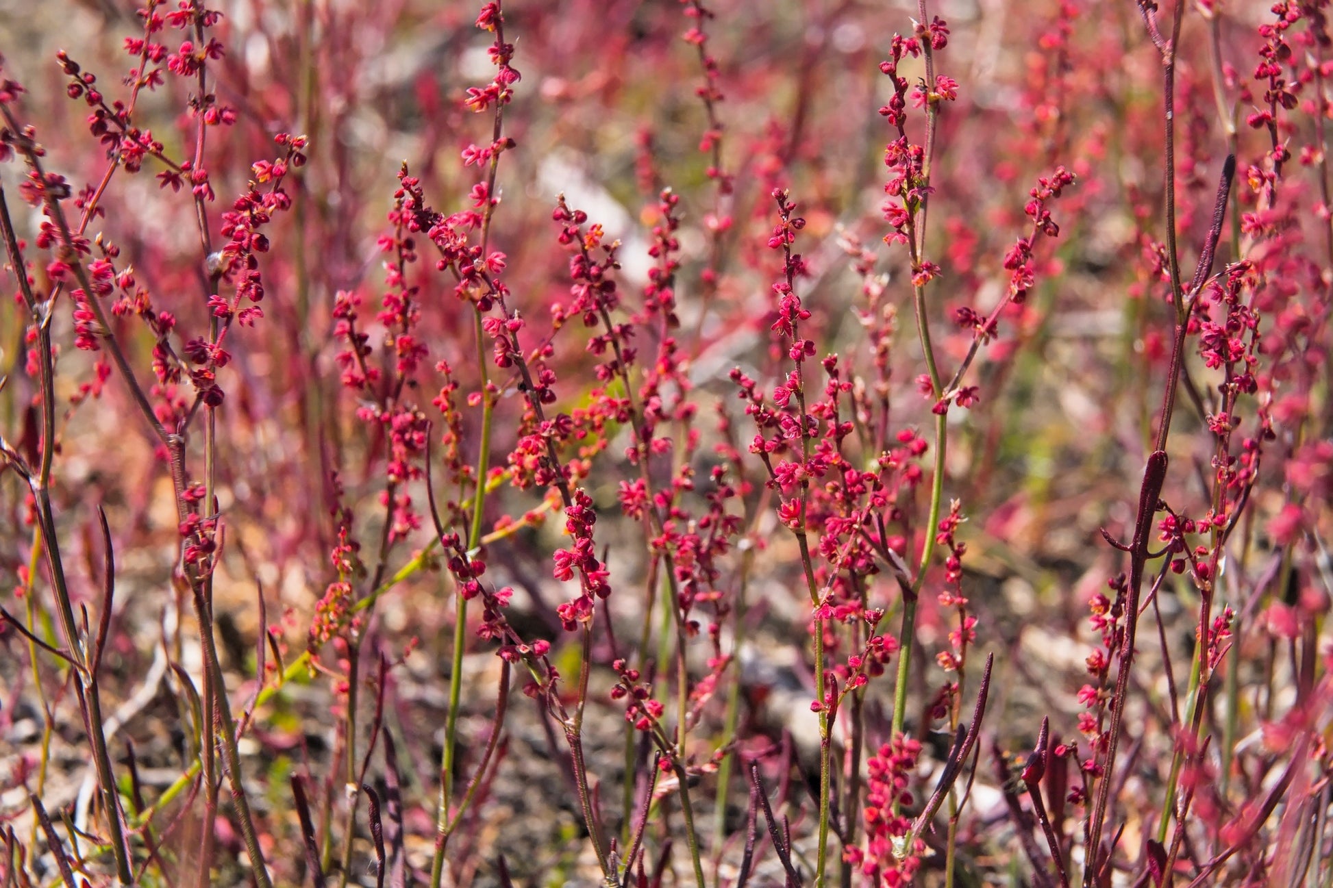 red sorrel herbicide 100 SHEEP SORREL Rumex Acetosella Red Field Sorrel Sour Weed Herb Flow – Seedville USA