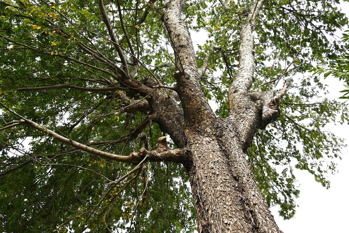 50 CHINESE ELM TREE (Lacebark) Ulmus Parvifolia Seeds