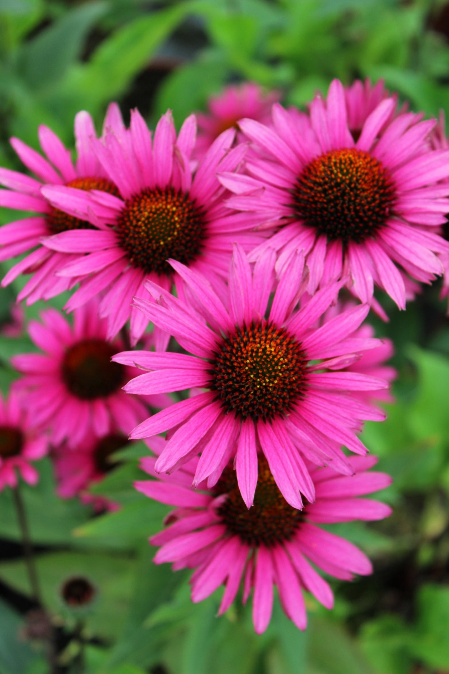 1000 Bulk BRIGHT STAR CONEFLOWER Echinacea Purpurea Lavender Bright Rose Pink Flower Seeds