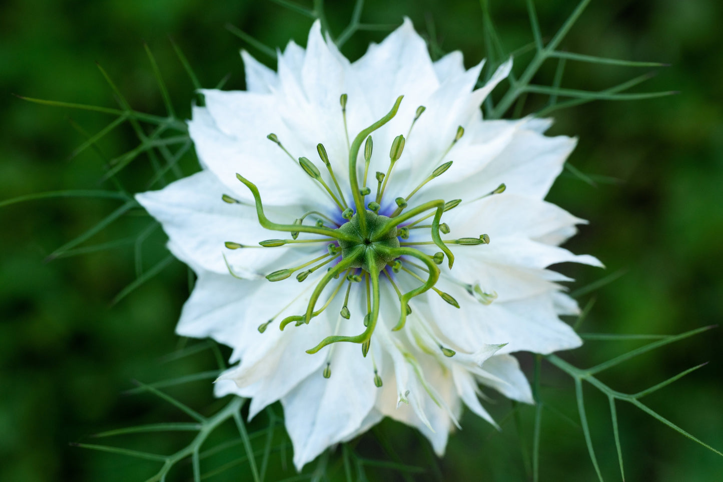 50 RED POD NIGELLA Damascena Love In A Mist aka Black Pod White Flower Seeds