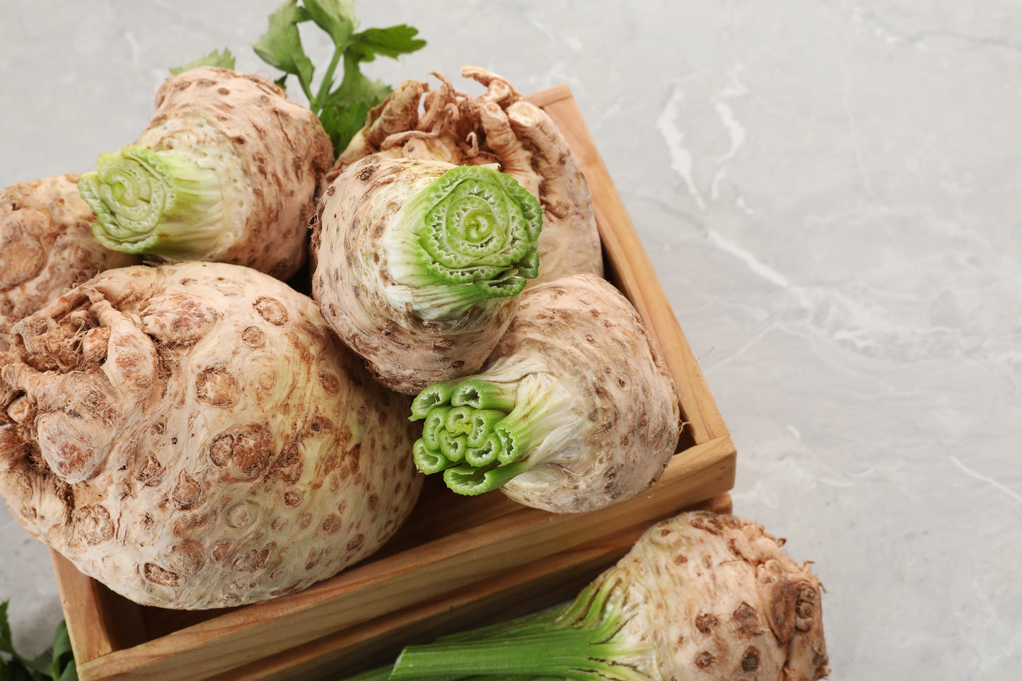 500 GIANT PRAGUE CELERIAC Apium Graveolens Celery Root Vegetable Seeds