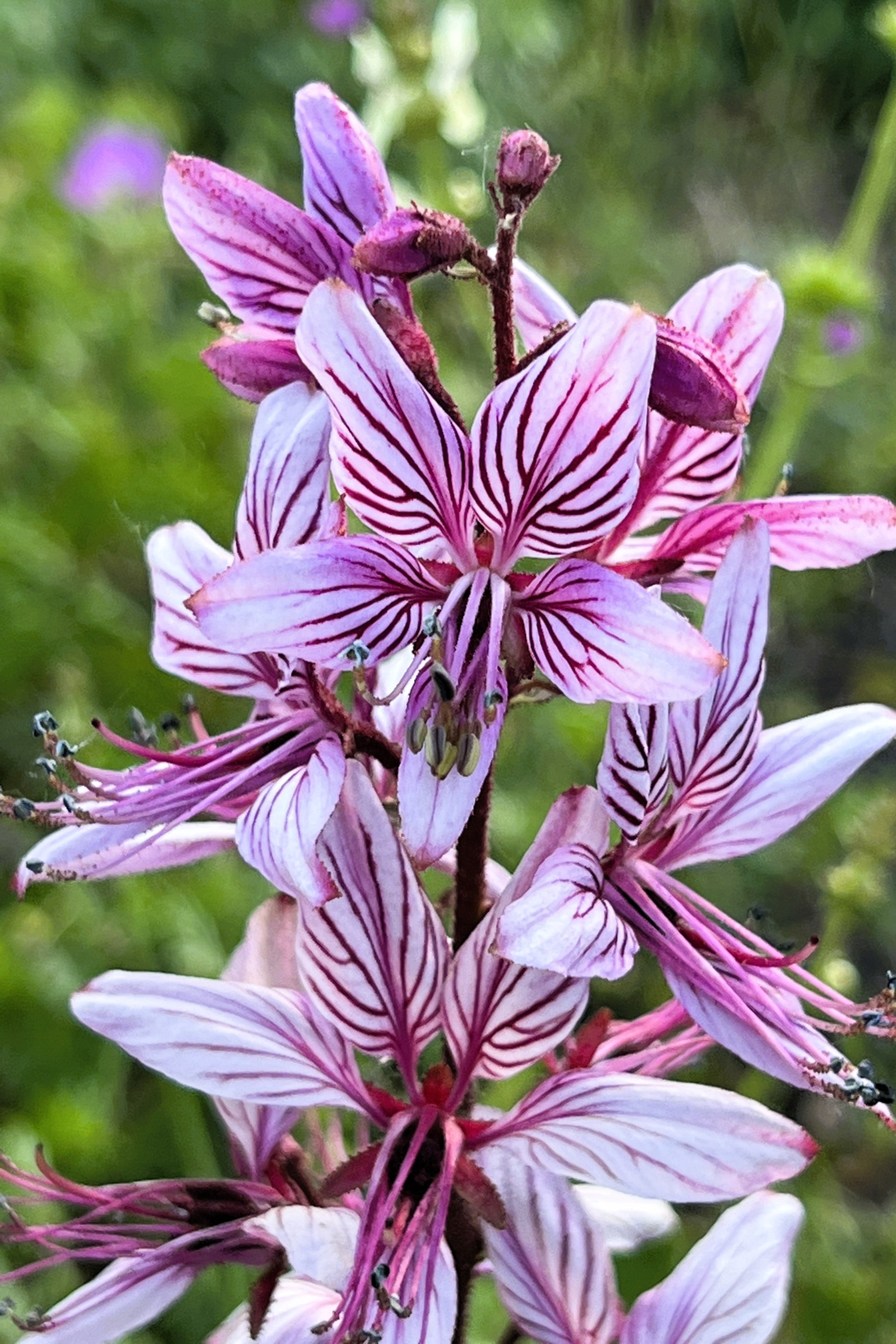 gas plant seeds 10 GAS PLANT MIX Dictamnus Albus Mixed Colors White Red Pink Lilac Flower Seeds