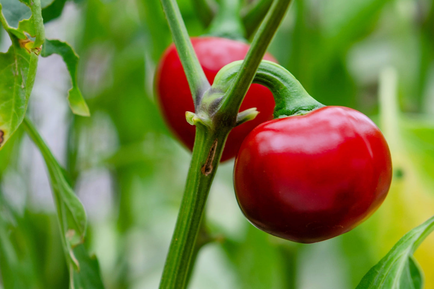 100 SWEET CHERRY PEPPER Red Chili Capsicum Annuum Vegetable Seeds