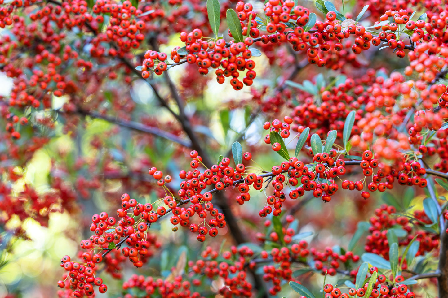 25 SCARLET FIRETHORN Pyracantha Coccinea Bush Shrub Flower Seeds