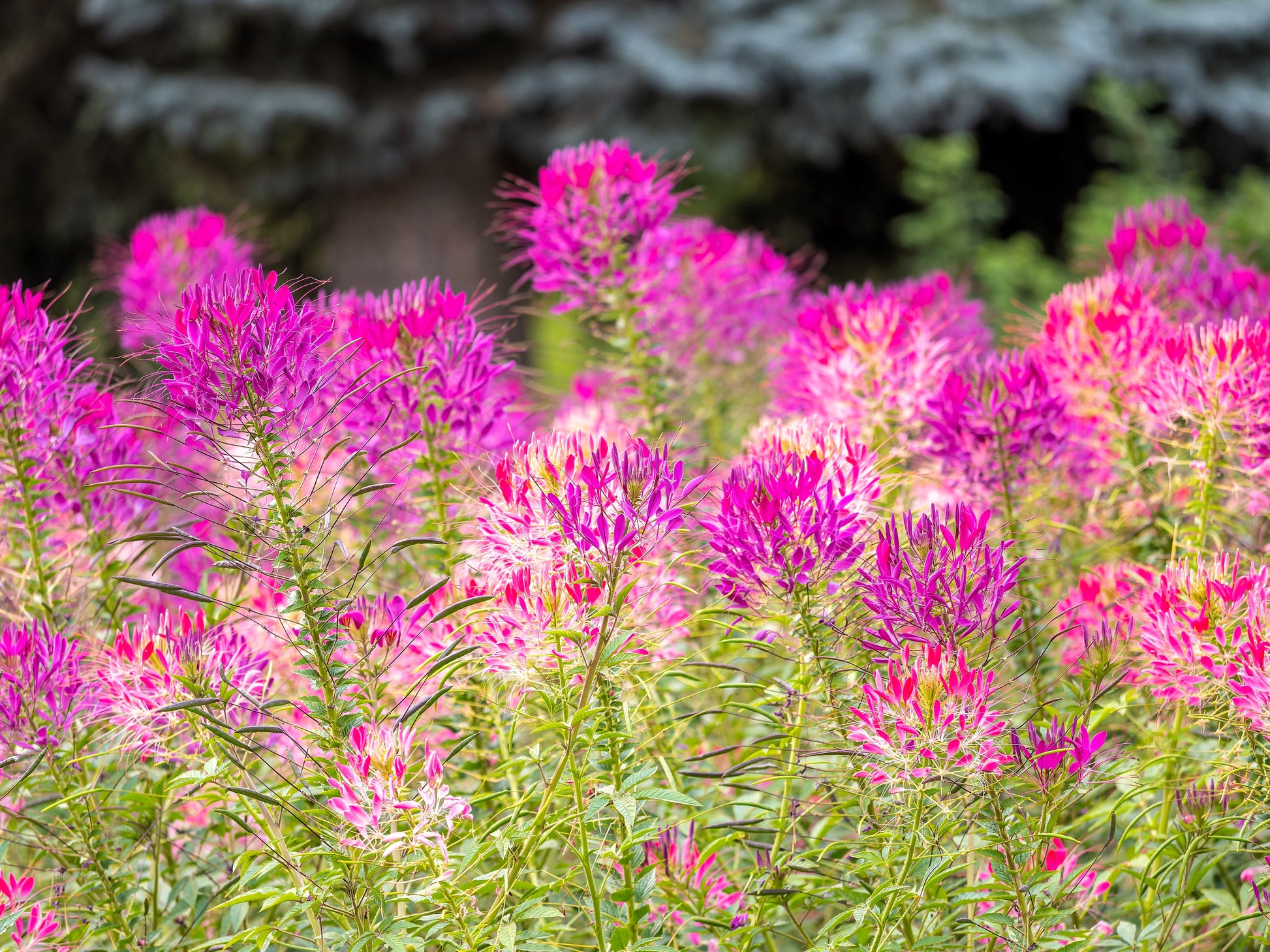 pink spider plant 200 MAUVE QUEEN CLEOME Spinosa Hassleriana Purple Pink Spider Flower S – Seedville USA