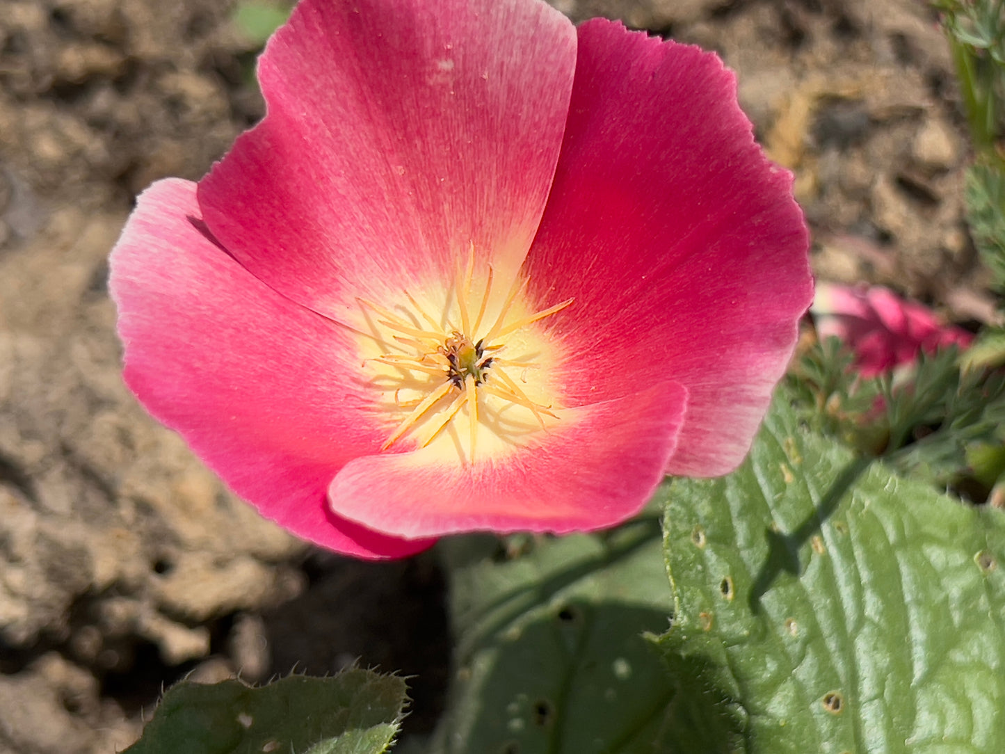 500 CARMINE King CALIFORNIA POPPY Pink Eschscholzia Californica Flower Seeds