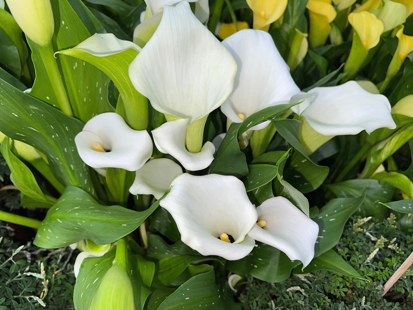 10 *Seeds WHITE CALLA LILY Zantedeschia Aethiopica Arum Trumpet Lily Flower Houseplant