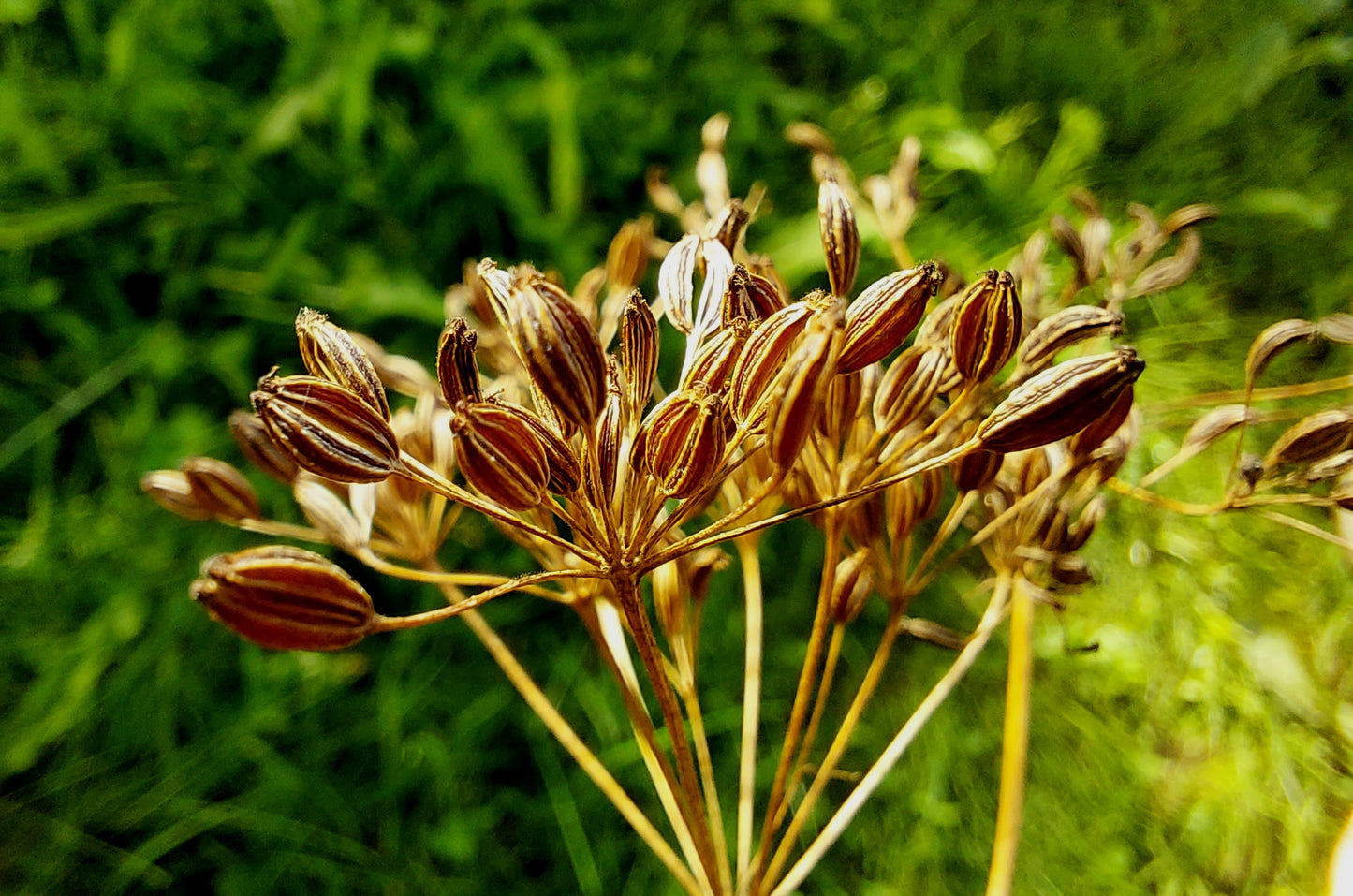 400 CARAWAY Carum Carvi HERB Flower Seeds