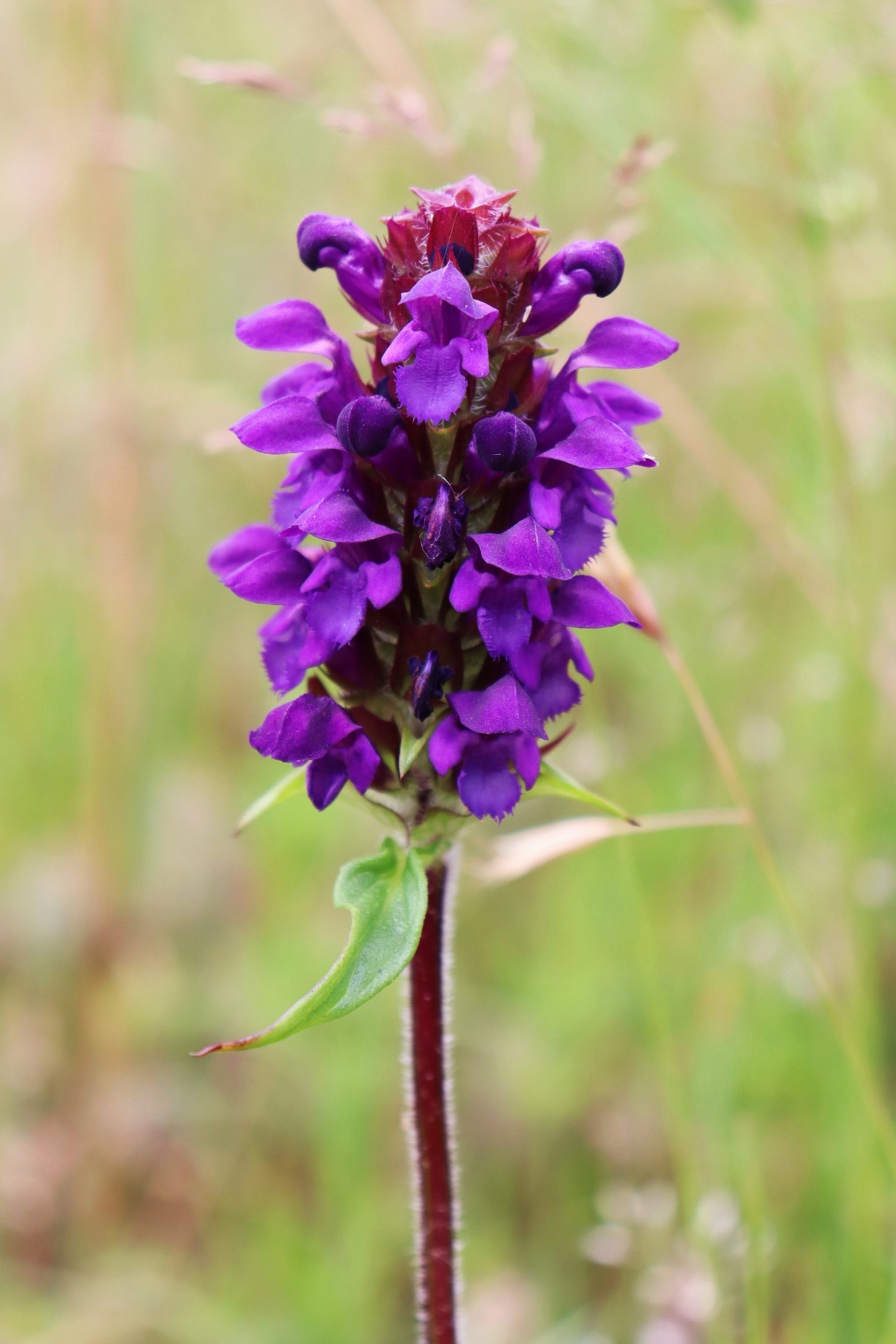 self heal plant seeds 100 HEAL ALL Self Heal Prunella Vulgaris Purple Herb Flower Seeds