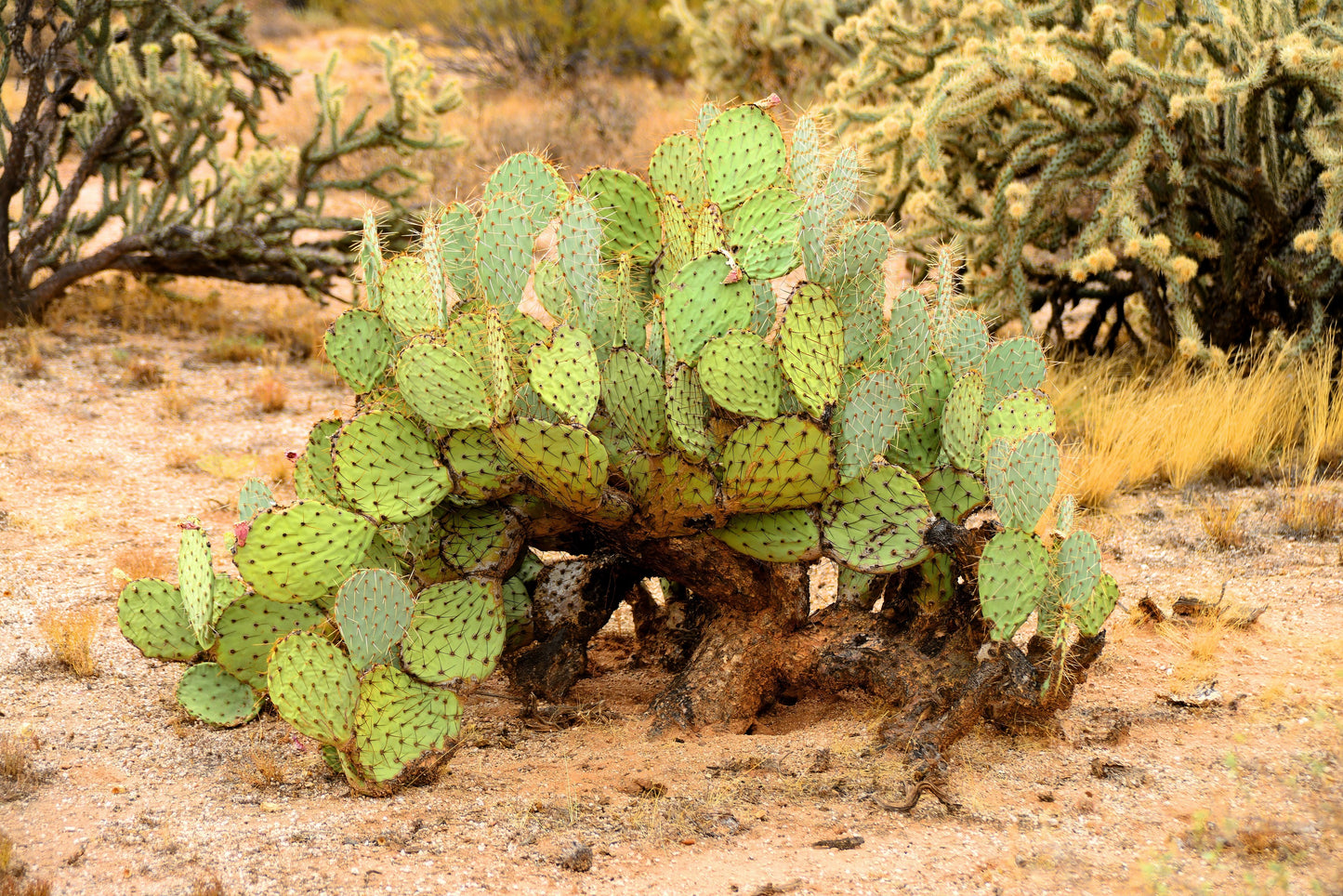 10 Yellow PRICKLY PEAR CACTUS Nopal Opuntia Ficus-Indica Flower Purple Fruit Seeds