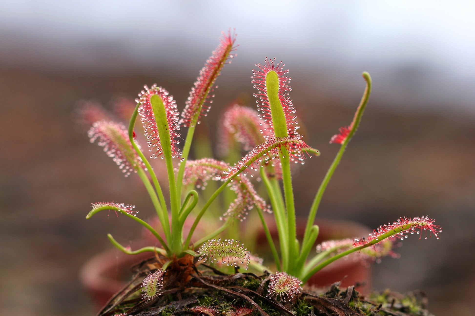 sundew plant seeds 10 CARNIVOROUS SUNDEW PLANT Drosera Flower Seeds